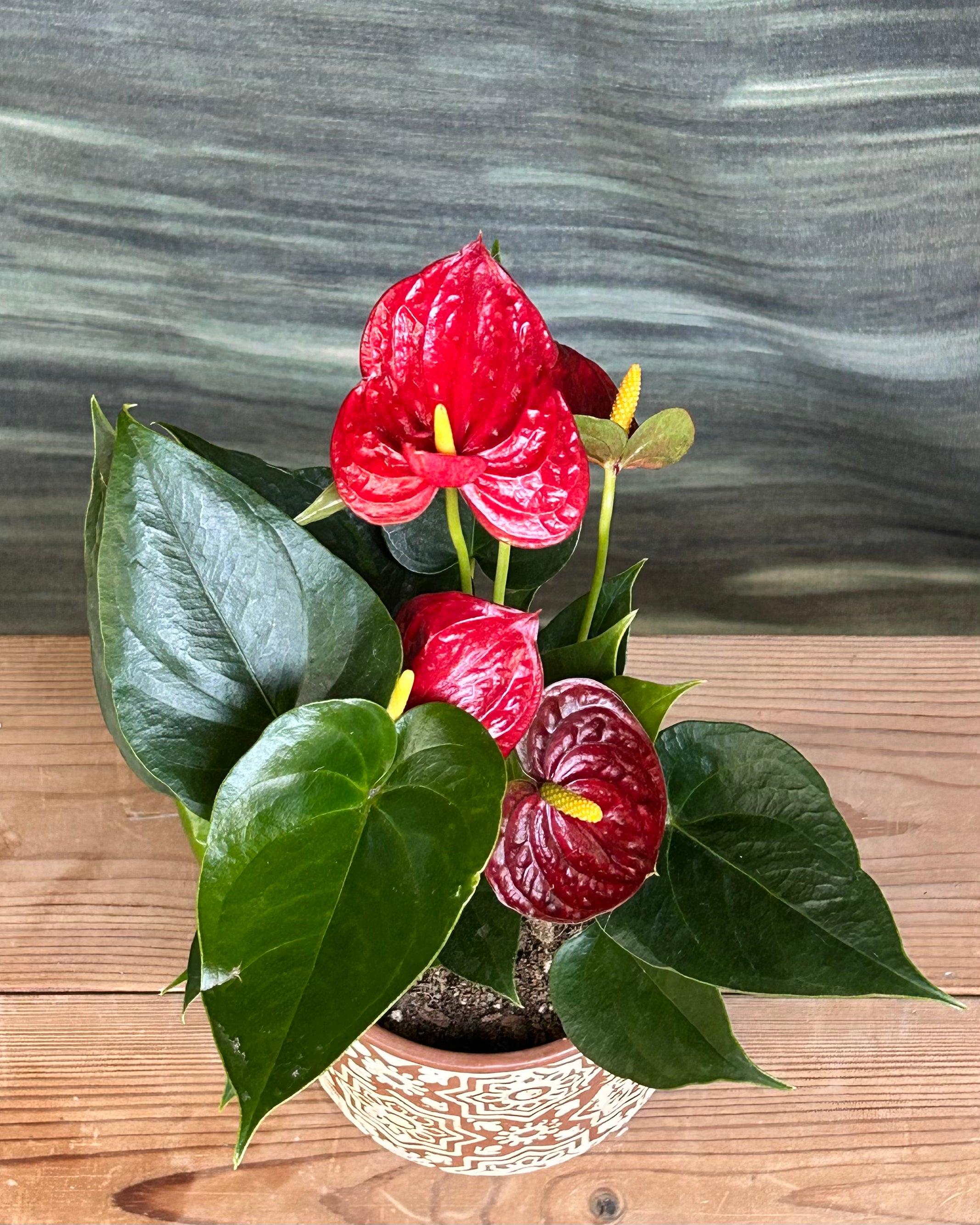 Anthurium Flamingo tropical flowering indoor plant from Planterie, low maintenance indoor plants for beginners and indoor plants for low light in Indian homes, with simple plant care tips India for bright shade and AC rooms in India