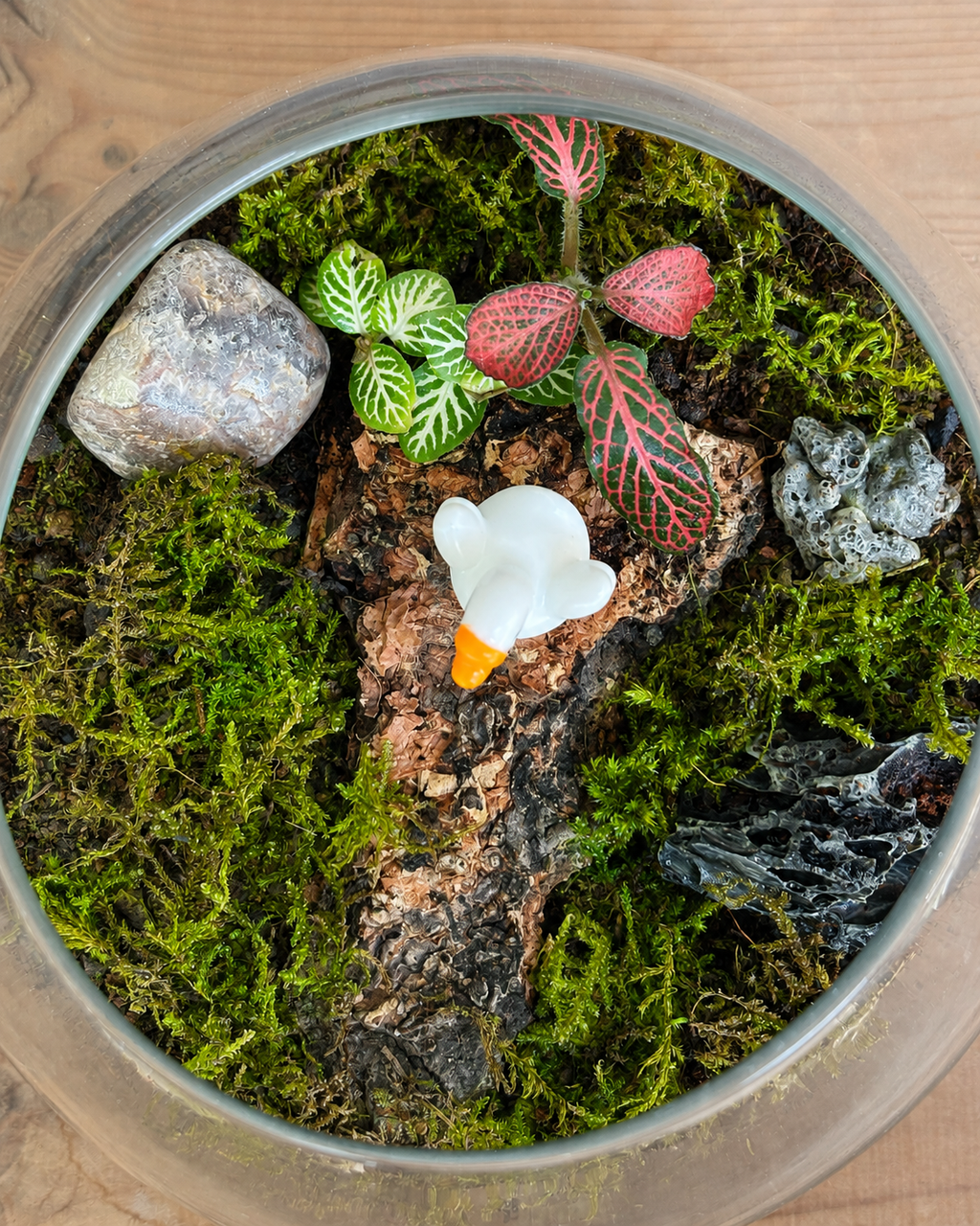 Baby Swan Terrarium for bright spots away from harsh sunlight from Planterie cafe in south Delhi, a low maintenance indoor plant needing minimal water, perfect for indoor plants for low light in Indian homes, best plants for AC rooms in India and indoor plants online India with plant care tips India and how to care for terrarium in Indian weather