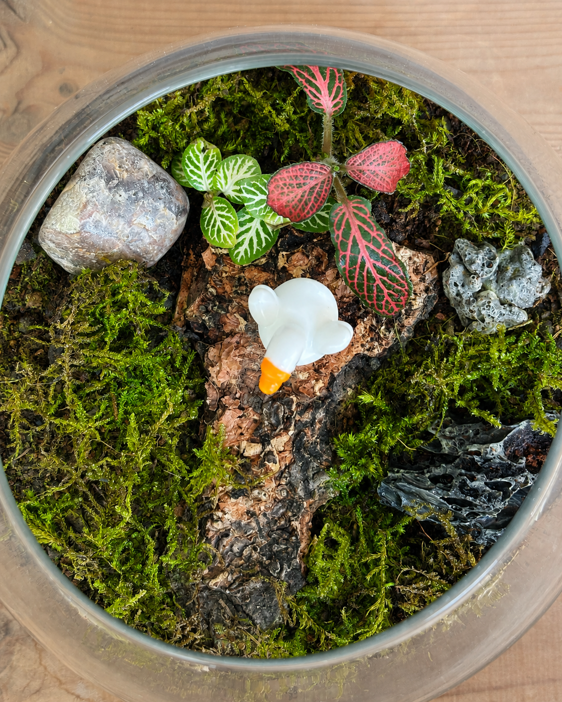 Baby Swan Terrarium for bright spots away from harsh sunlight from Planterie cafe in south Delhi, a low maintenance indoor plant needing minimal water, perfect for indoor plants for low light in Indian homes, best plants for AC rooms in India and indoor plants online India with plant care tips India and how to care for terrarium in Indian weather