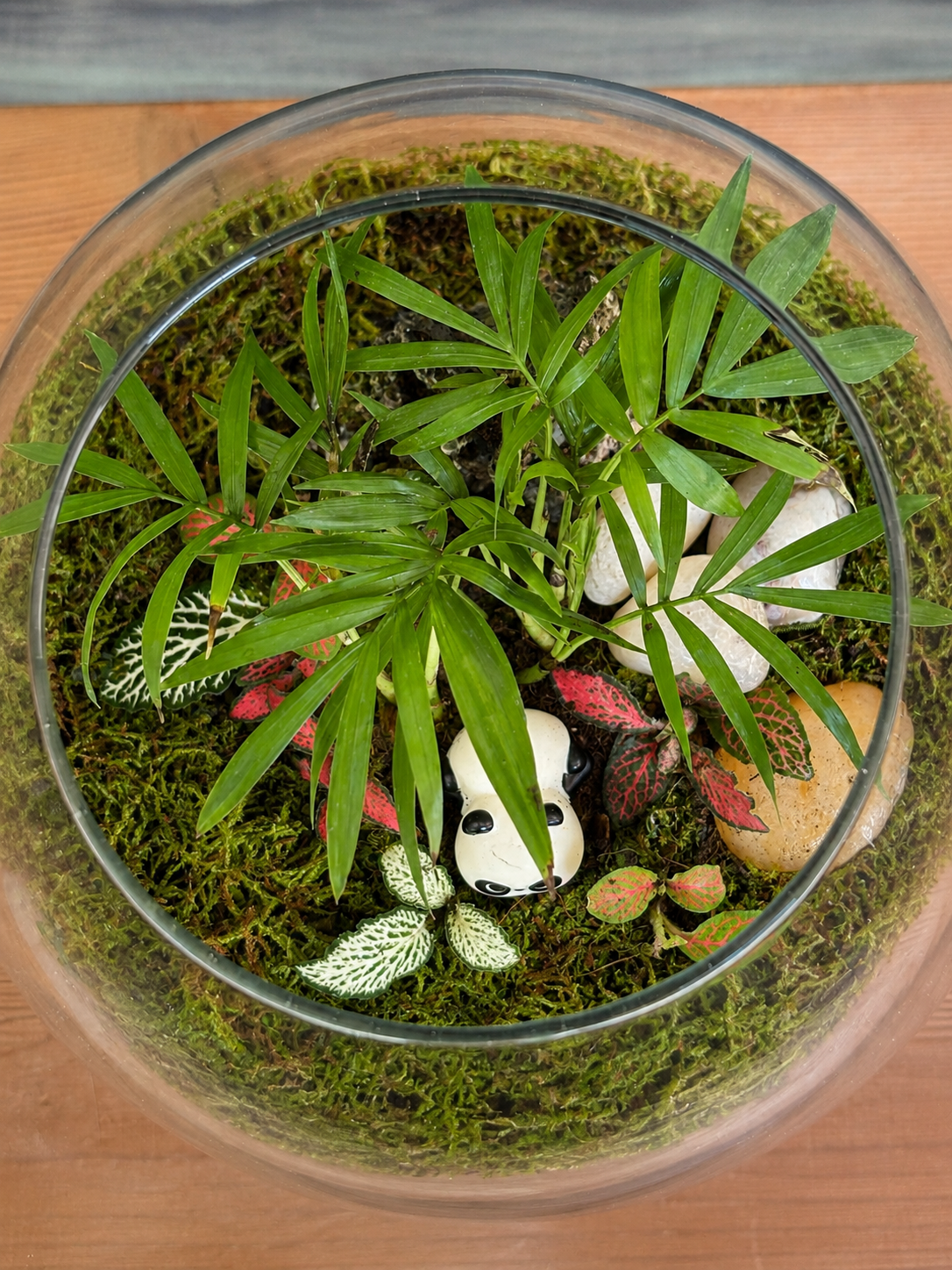 Glass Bamboo Panda Sanctuary Drum terrarium from Planterie, available as indoor plants online India and terrarium gifts India, perfect for plant gifting in Delhi, custom terrarium gifts in Delhi, premium plant gifts in India and bulk terrarium gifts for events in Delhi
