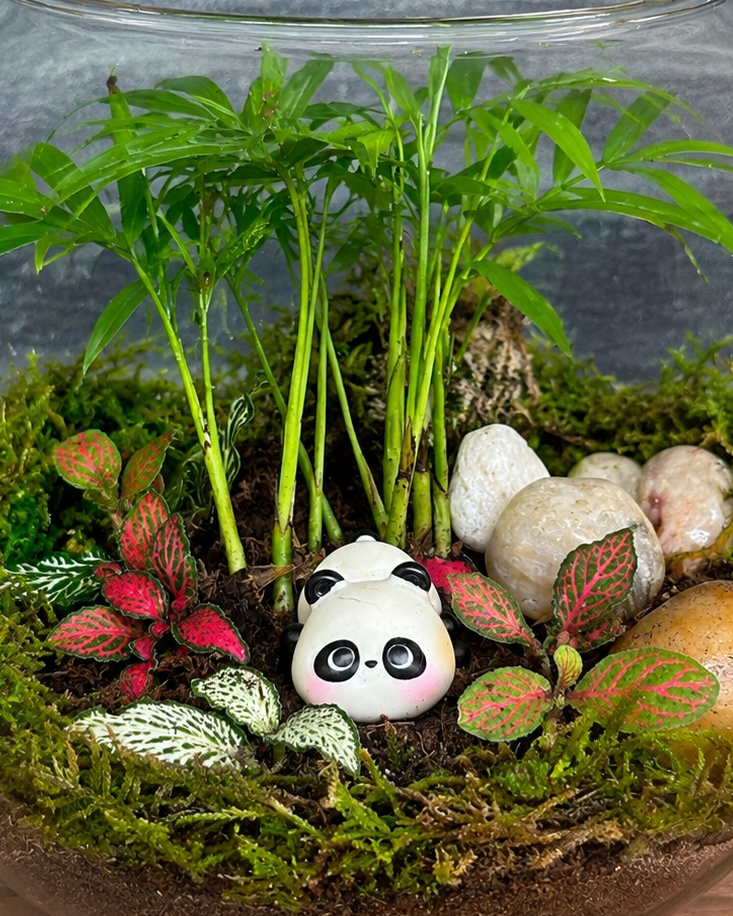 Bamboo Panda Sanctuary Terrarium for bright spots away from harsh sunlight from Planterie cafe in south Delhi, a low maintenance indoor plant needing minimal water, perfect for indoor plants for low light in Indian homes, best plants for AC rooms in India and indoor plants online India with plant care tips India and how to care for terrarium in Indian weather