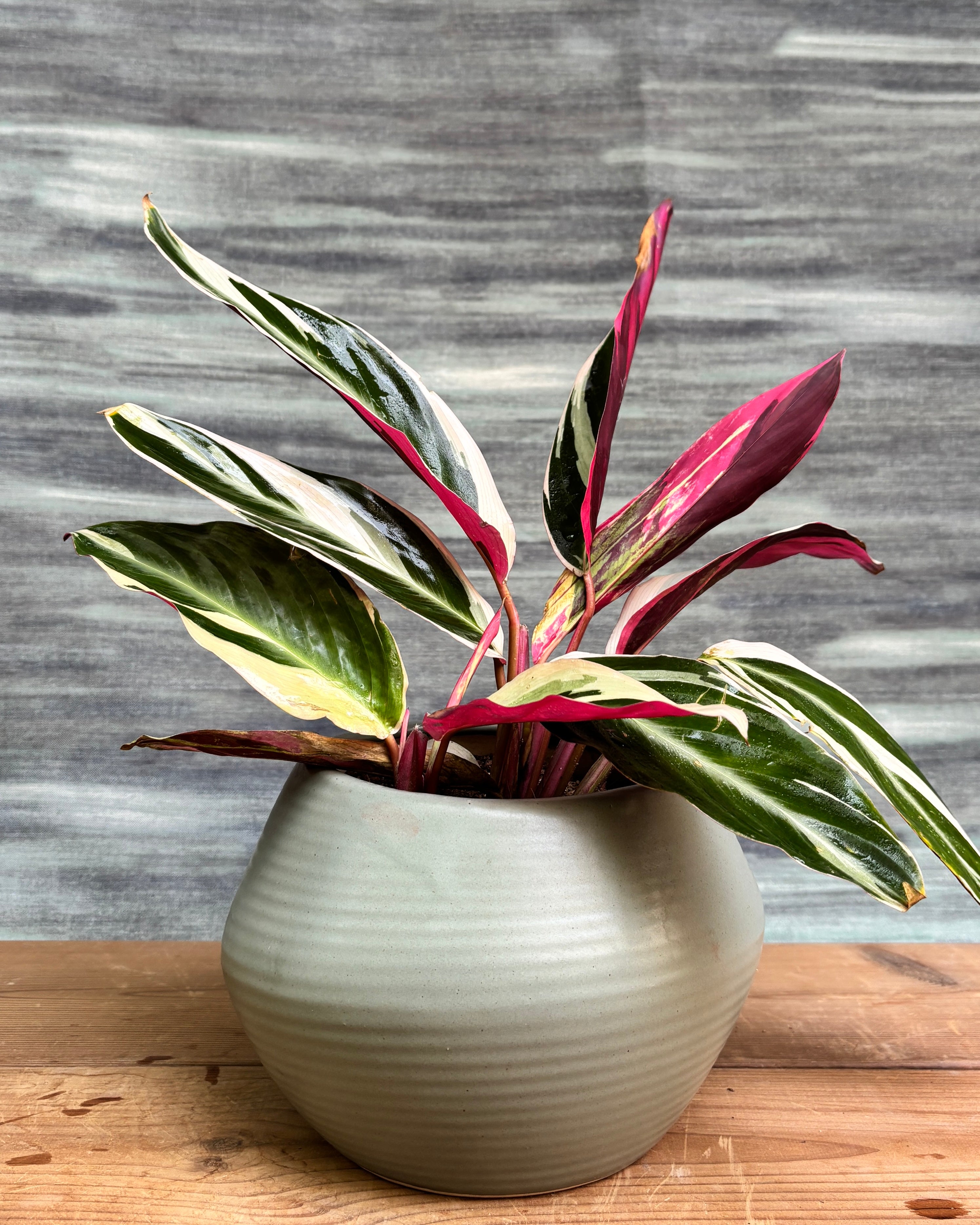 Calathea Triostar in Sand Dune from Planterie, a stunning calathea triostar with creamy white, pink and green variegated leaves in a ceramic sand dune pot, perfect as an colorful indoor plant for homes in Delhi and plant gifts in Delhi