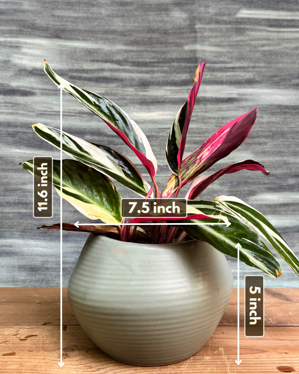 Calathea Triostar in Sand Dune styled on a console, shelf or office table, a minimal, ready-to-place indoor plant and pot combo that suits living room décor, office décor and balcony styling in Indian homes