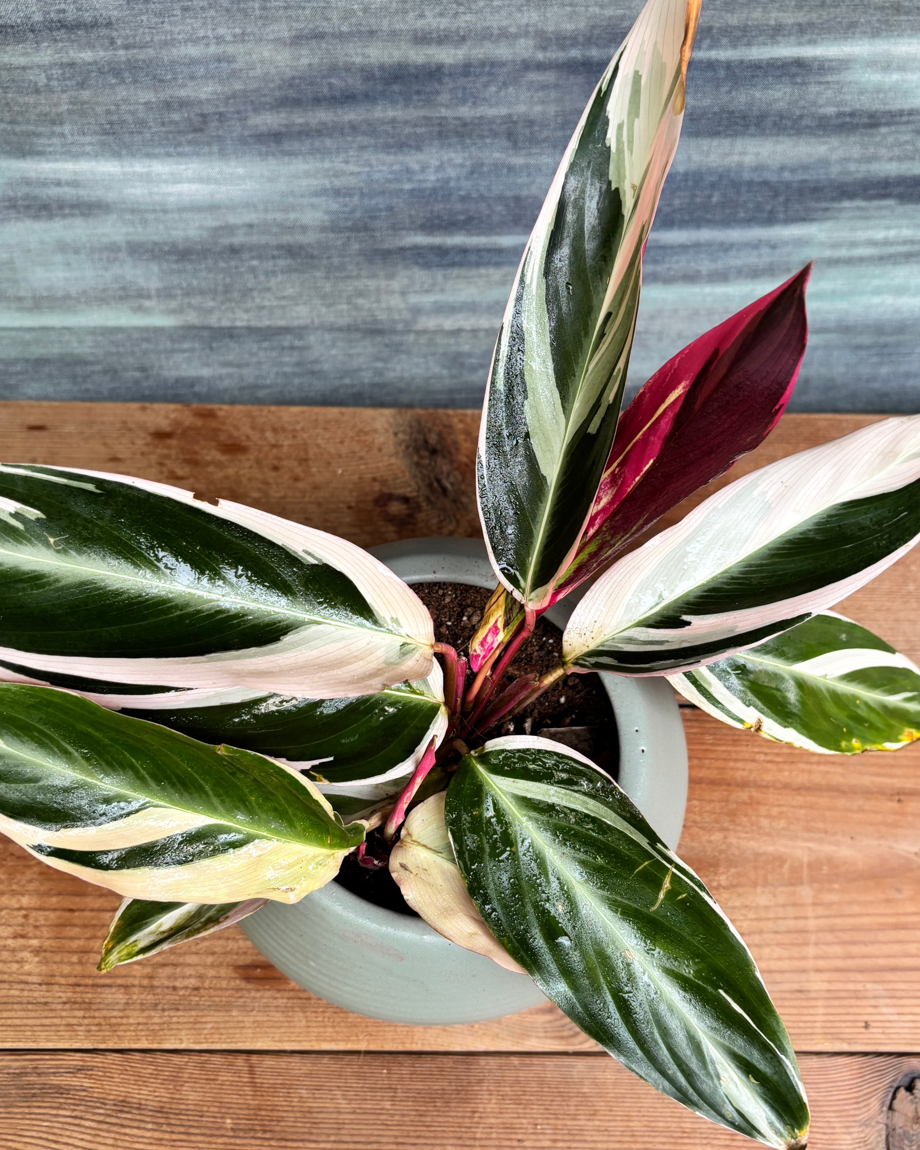 Calathea Triostar in Sand Dune, a low light tolerant, air purifying indoor plant that helps freshen indoor air and thrives in bright indirect or medium light with consistent moisture, making it great for attentive plant parents in Indian homes