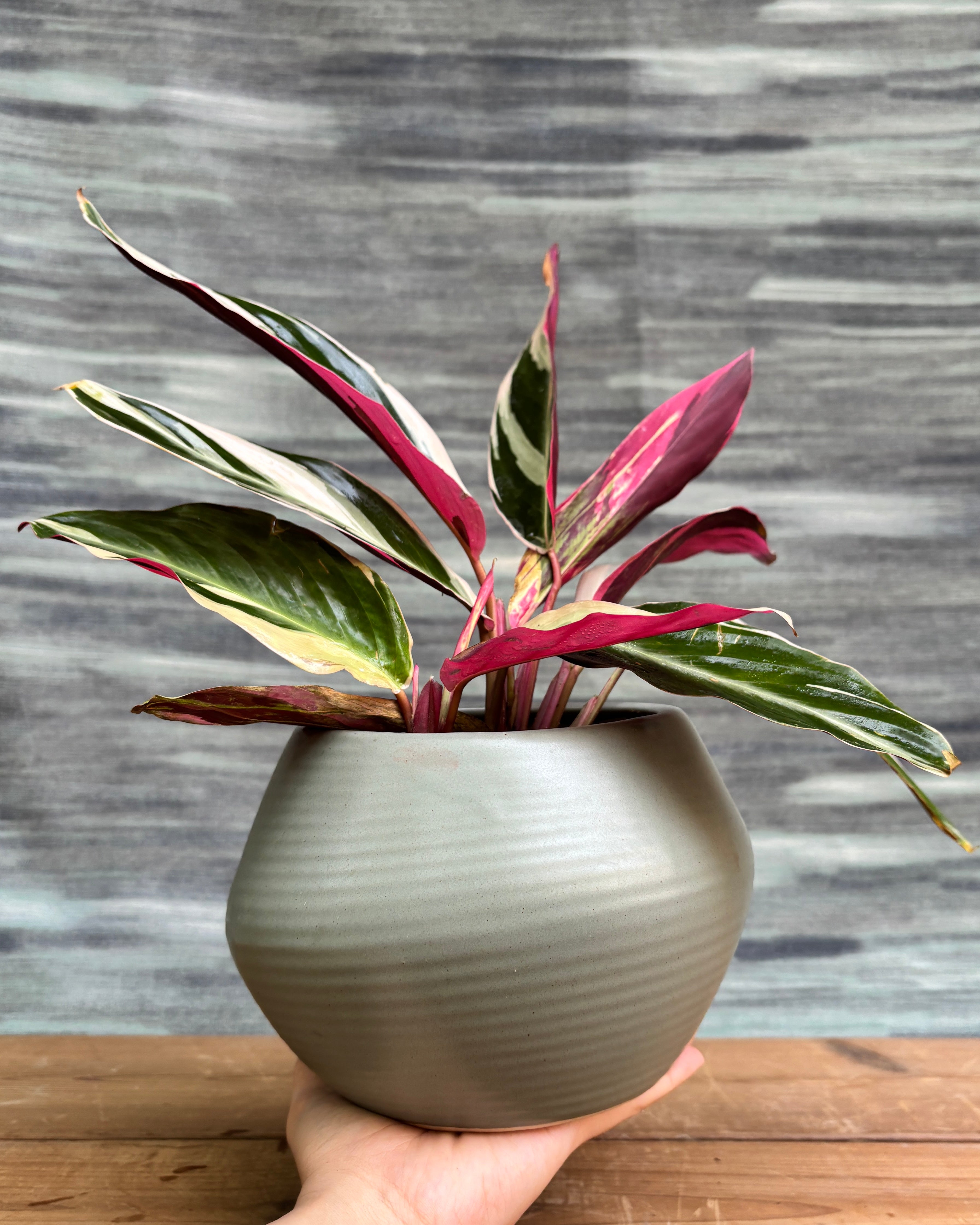 Elegant Calathea Triostar in a sand dune ceramic pot from Planterie, ideal as a tabletop plant for living rooms, work desks and bedside tables, adding a vibrant, multi-toned touch to modern Indian homes