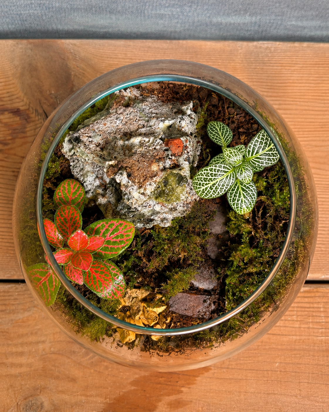 Canopy Whisper Terrarium with plant care reference for mould-free growth from Planterie, remove dead leaves quickly to prevent mould, open lid for airflow if mould appears and reduce watering, ideal for how to keep indoor plants alive in India and how to care for terrarium in Indian weather with Plant care tips India
