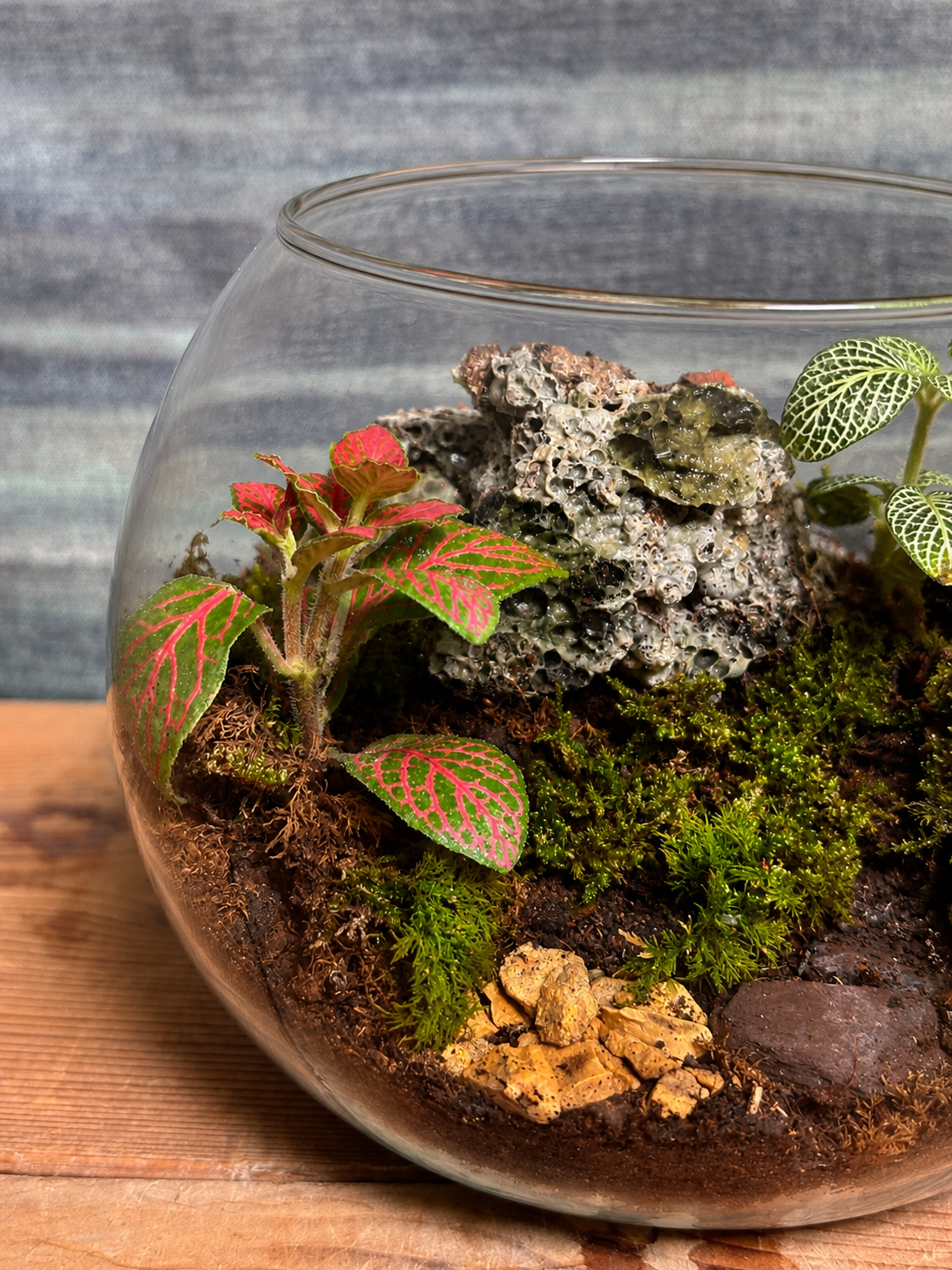 Canopy Whisper Terrarium for bright spots away from harsh sunlight from Planterie cafe in south Delhi, a low maintenance indoor plant needing minimal water, perfect for indoor plants for low light in Indian homes, best plants for AC rooms in India and indoor plants online India with plant care tips India and how to care for terrarium in Indian weather