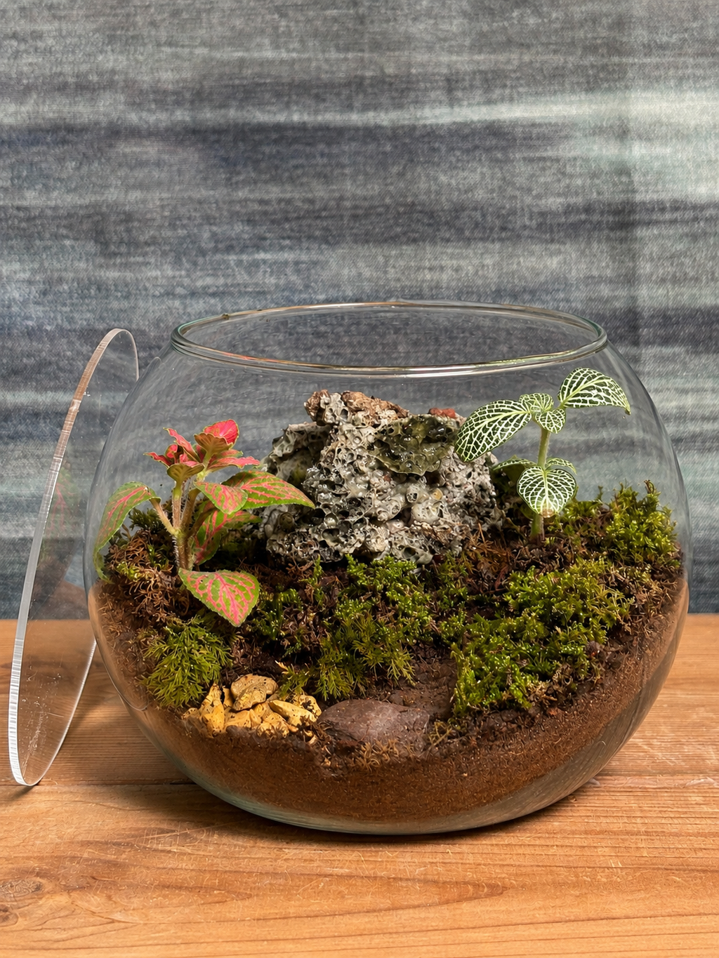 Canopy Whisper Terrarium featuring a tiny weather system from Planterie, a tropical micro-climate that needs surprisingly little water, perfect for low maintenance indoor plants for beginners, indoor plants for low light in Indian homes and best plants for AC rooms in India, with care tips for open jar spray lightly when soil looks dry
