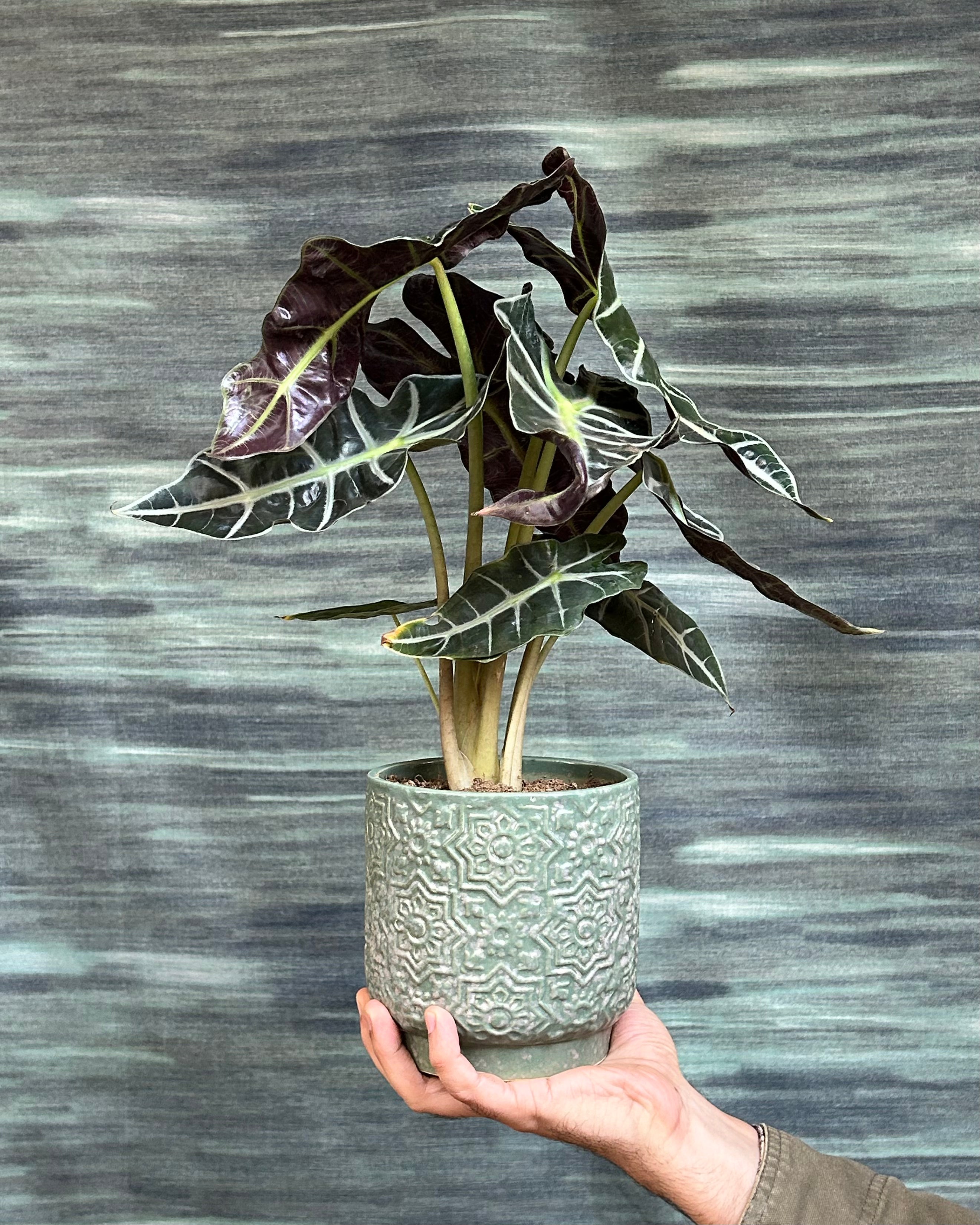 Planterie snake plant indoor plants in Delhi, easy low light succulent also called Sansevieria or Mother-in-Law's Tongue, resilient air-purifying lucky plant for Delhi apartments