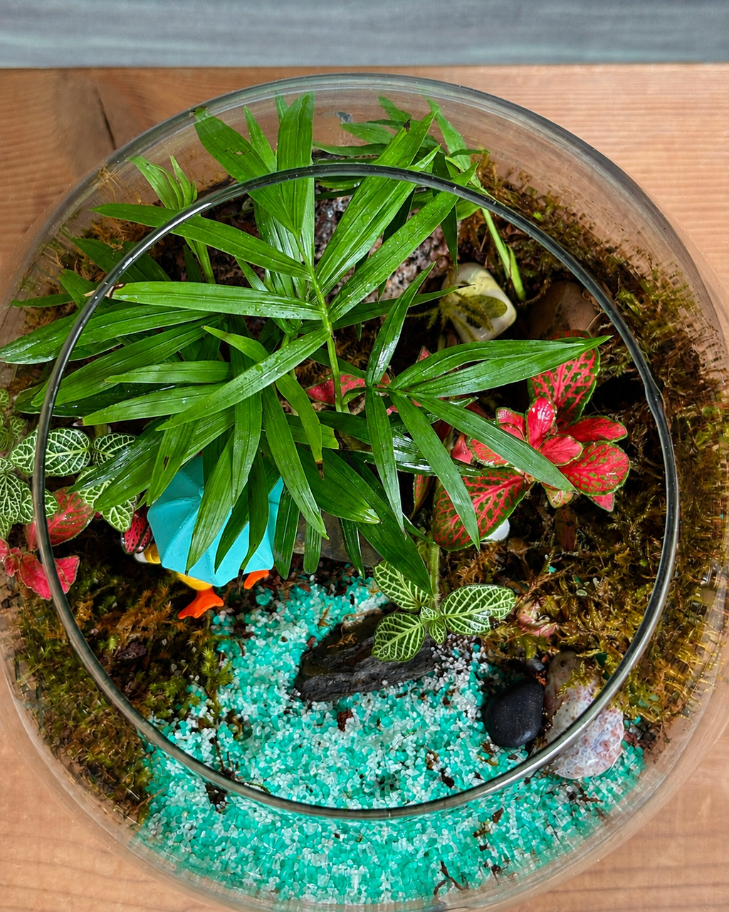 Donald Duck Terrarium for bright spots away from harsh sunlight from Planterie cafe in south Delhi, a low maintenance indoor plant needing minimal water, perfect for indoor plants for low light in Indian homes, best plants for AC rooms in India and indoor plants online India with plant care tips India and how to care for terrarium in Indian weather