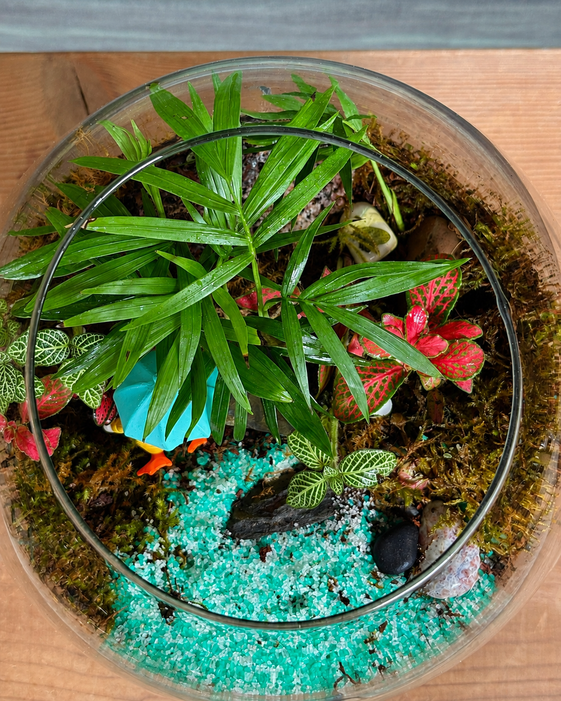 Donald Duck Terrarium for bright spots away from harsh sunlight from Planterie cafe in south Delhi, a low maintenance indoor plant needing minimal water, perfect for indoor plants for low light in Indian homes, best plants for AC rooms in India and indoor plants online India with plant care tips India and how to care for terrarium in Indian weather