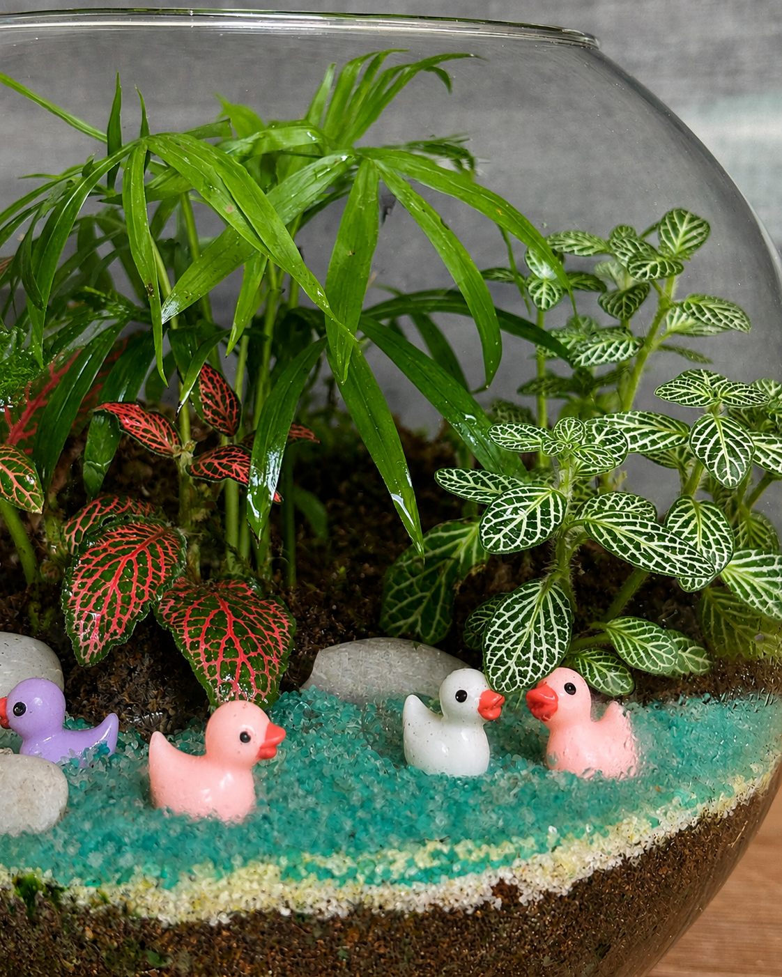 Duckling Pond Terrarium for bright spots away from harsh sunlight from Planterie cafe in south Delhi, a low maintenance indoor plant needing minimal water, perfect for indoor plants for low light in Indian homes, best plants for AC rooms in India and indoor plants online India with plant care tips India and how to care for terrarium in Indian weather