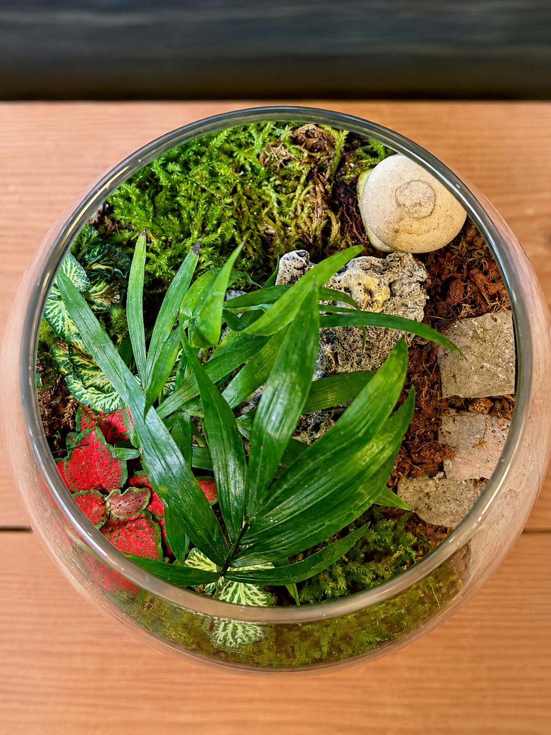 Dwarf palm and colorful fittonia glass terrarium from Planterie plant studio in Delhi, a self‑contained miniature garden layered with premium terrarium soil, perfect as terrarium in Delhi for plant gifts in Delhi, desktop plant styling and indoor plants for gifting