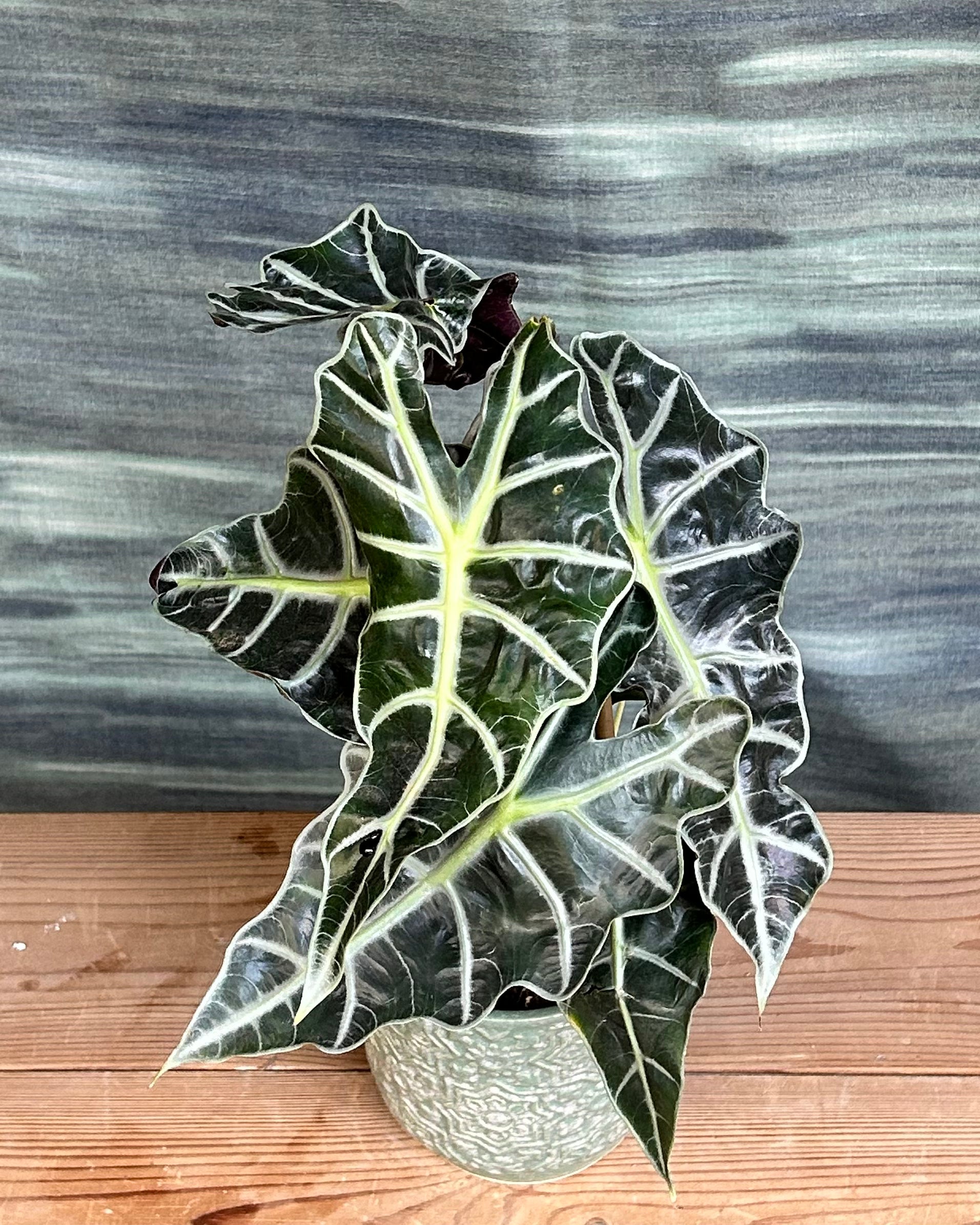 Easy care snake plant at Planterie Delhi, NASA approved indoor lucky plant for homes, thrives in low light Indian climate with striking green and yellow variegated foliage