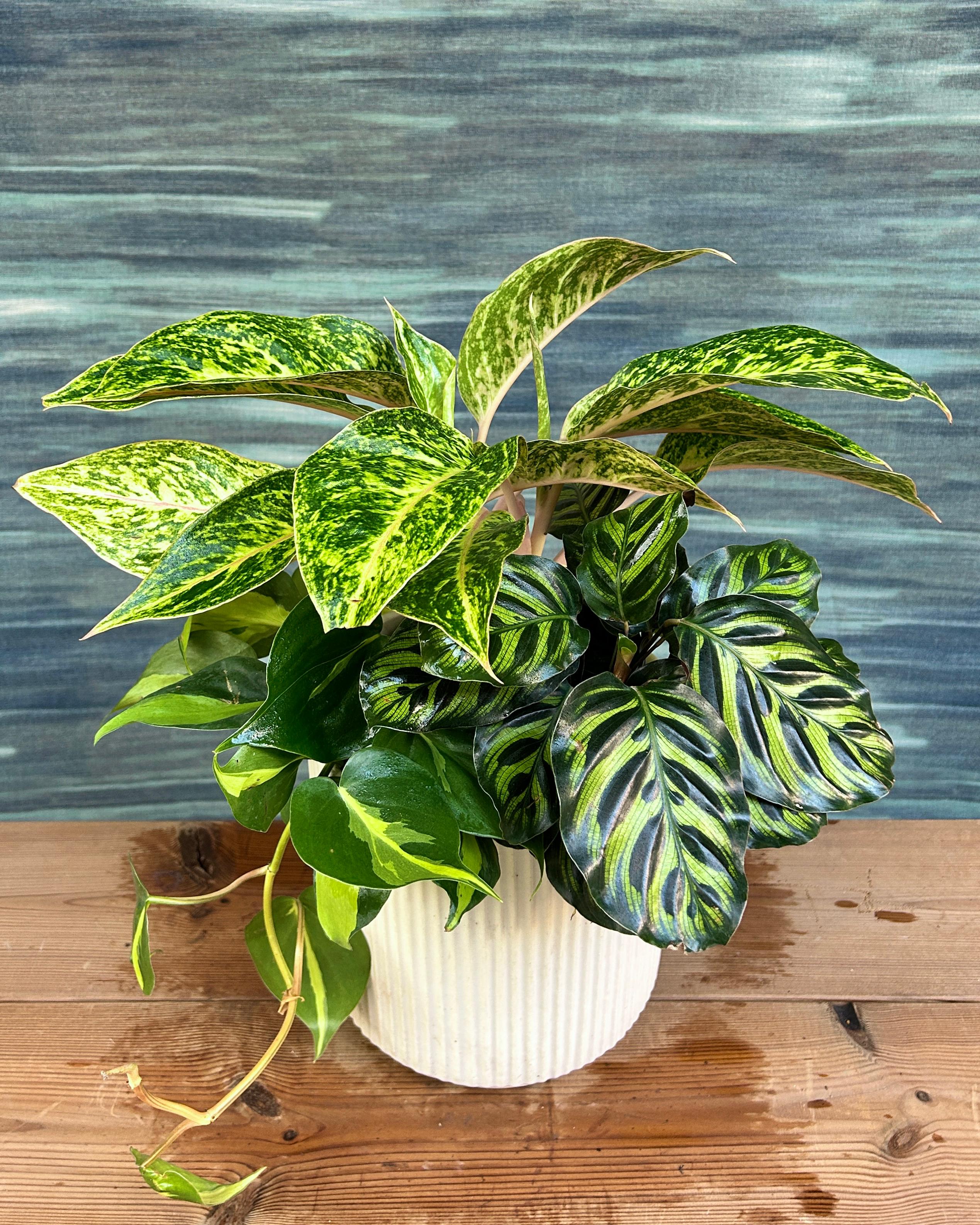 Emerald Trio on White Java, a mixed indoor plant arrangement with pink leaf Aglaonema, trailing Oxycardium Brasil and patterned Peacock Calathea for Indian homes