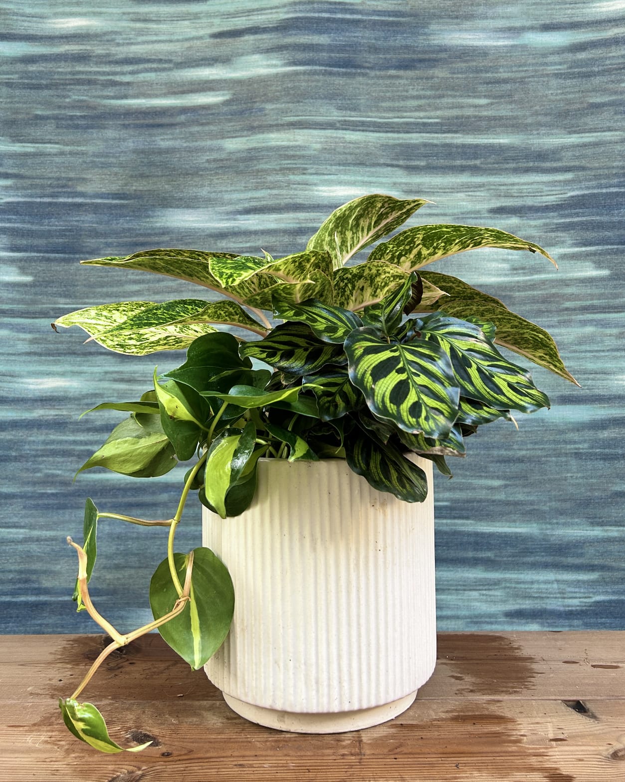 Emerald Trio indoor plant set on White Java ceramic with Aglaonema Red Pink, Oxycardium Brasil and Peacock Calathea for modern homes in Delhi