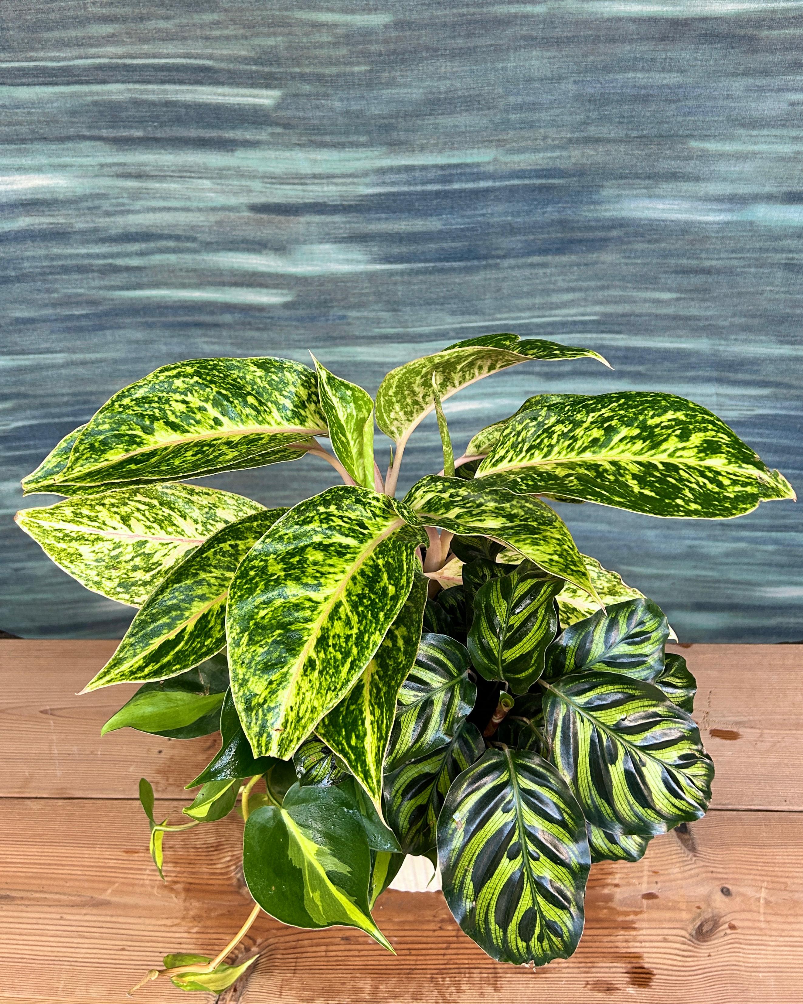 Low maintenance Emerald Trio plant set in White Java planter, perfect for desks, shelves and window corners in Delhi apartments and offices