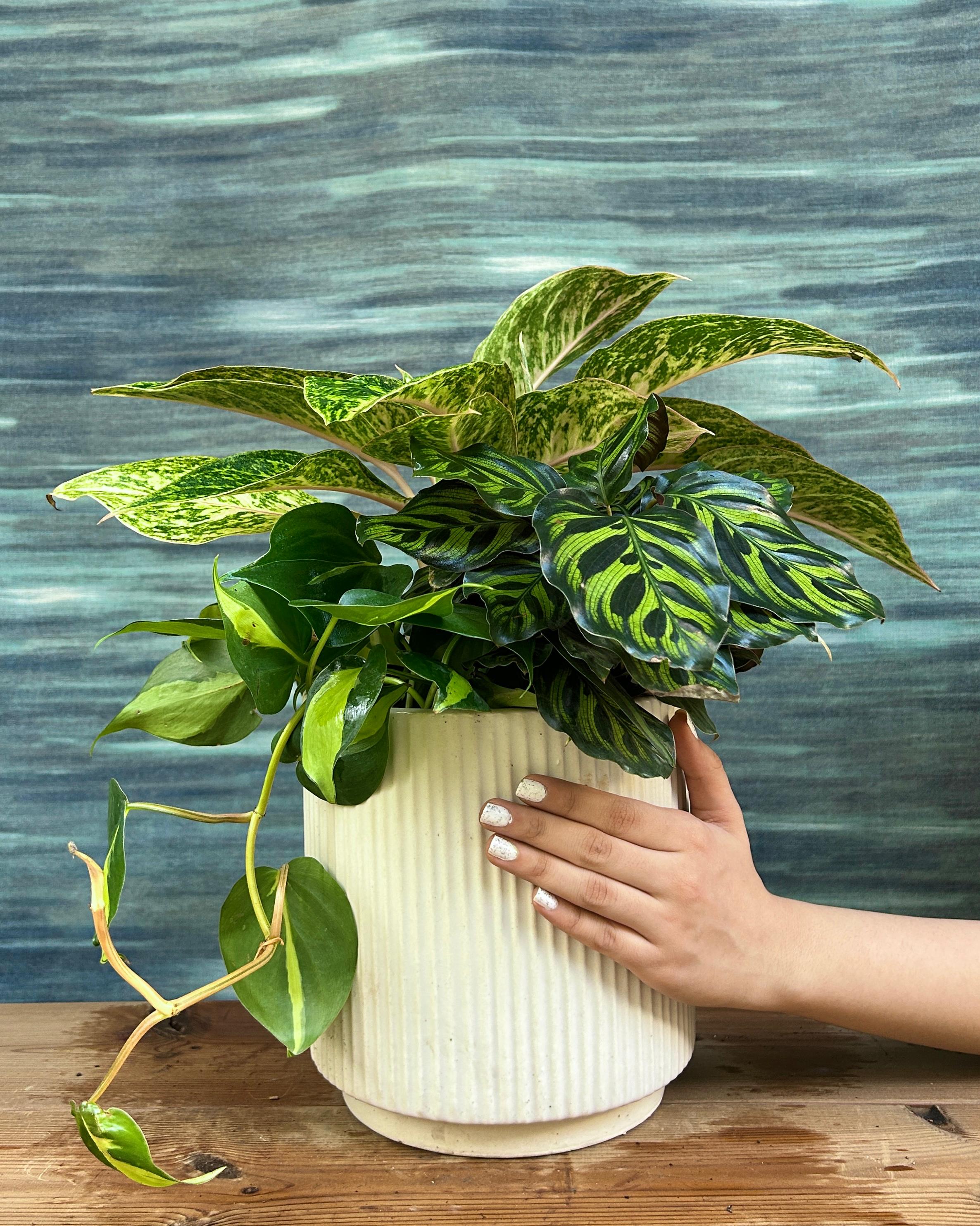 Emerald Trio indoor plant gift set on White Java from Planterie Delhi, premium plant gifts in India for housewarming and special occasions