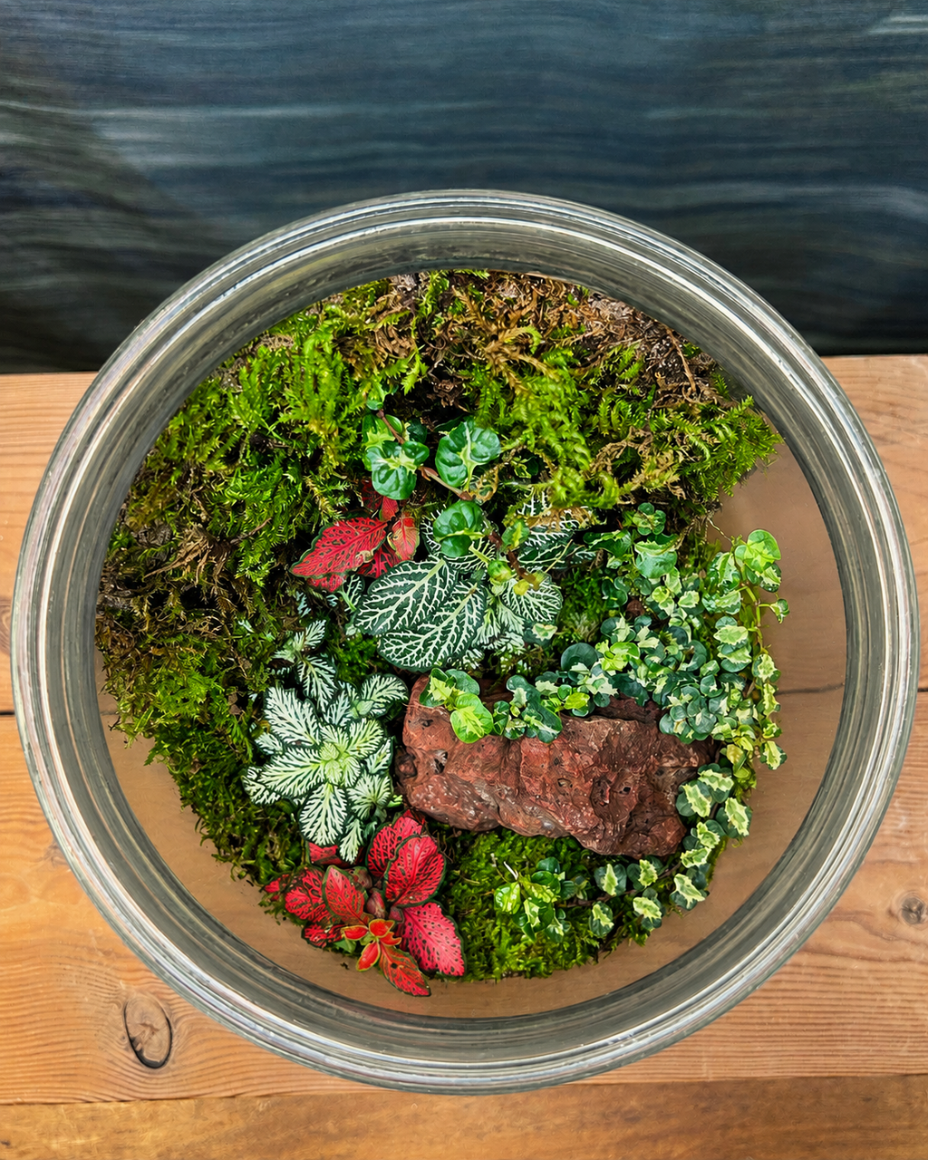 Hidden Forest Terrarium in a glass cylinder from Planterie, a serene miniature forest landscape with vibrant fittonia plants, lush green moss and natural stone accents, perfect as terrarium in Delhi for centre table plant arrangements, custom terrarium gifts in Delhi and indoor plant gifts for housewarming in Delhi