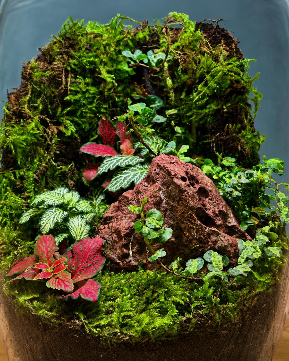 Closed glass terrarium with fittonia, green moss and natural stone accents from Planterie, low maintenance indoor plant for beginners and best plants for AC rooms in India, with easy how to care for terrarium in Indian weather tips and plant care tips India