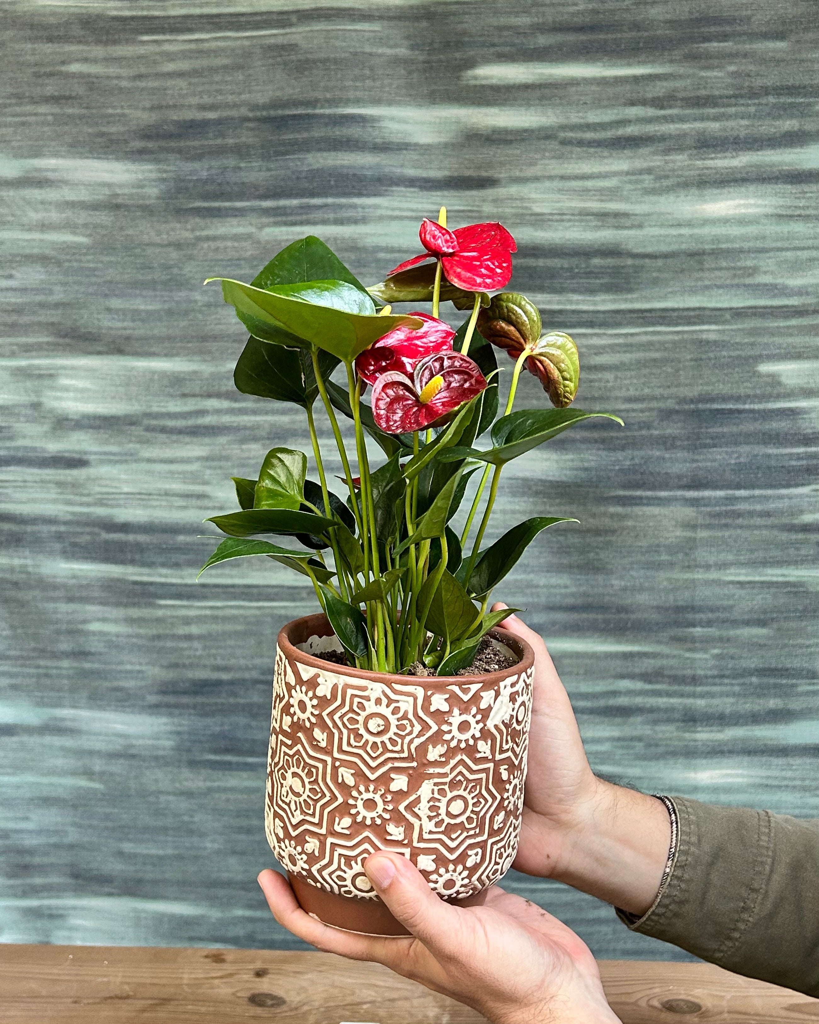 Anthurium Flamingo, also called Flamingo Flower, Flamingo Lily and Laceleaf, styled by Planterie plant studio in Delhi as a premium indoor plant gift in Delhi and plant gifting near me Delhi for birthdays, housewarmings and anniversaries