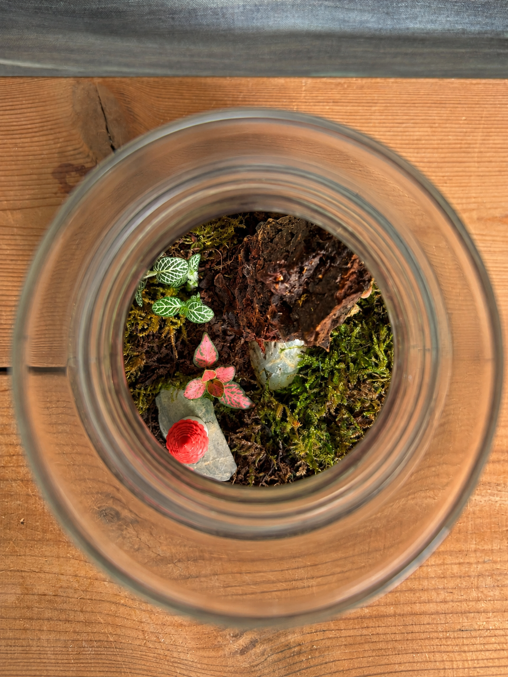 Forest Cottage Terrarium with plant care reference for mould-free growth from Planterie, remove dead leaves quickly to prevent mould, open lid for airflow if mould appears and reduce watering, ideal for how to keep indoor plants alive in India and how to care for terrarium in Indian weather with Plant care tips India