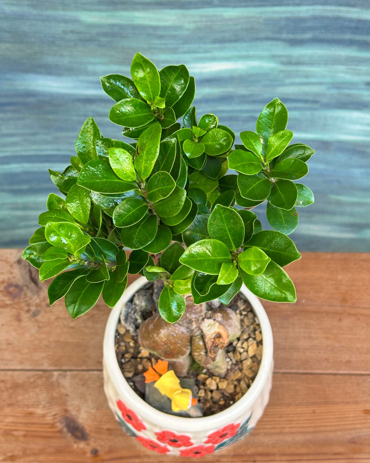 Old soul Ginseng bonsai with sculptural roots in floral basin ceramic, low maintenance indoor bonsai plant for mindful corners in Delhi apartments