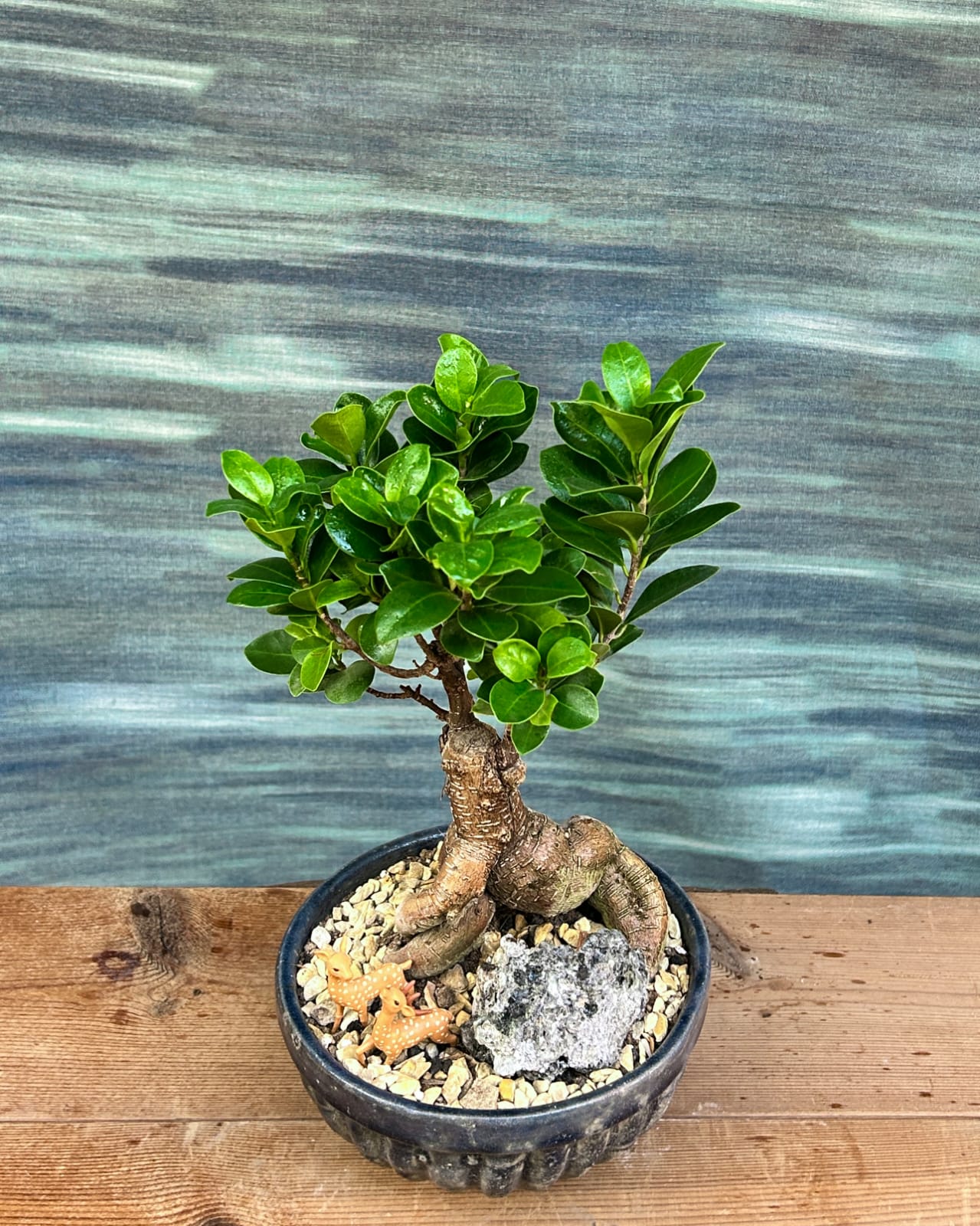 Old soul Ginseng bonsai with sculptural roots in Panditji ceramic, low maintenance indoor bonsai plant for mindful corners in Delhi apartments