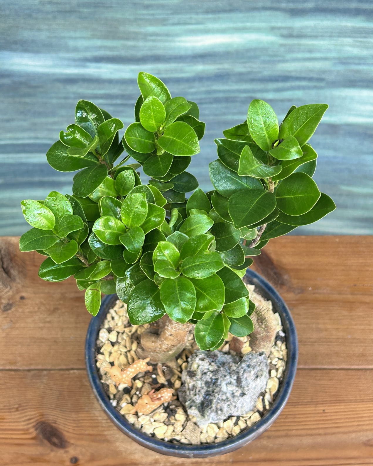 Table top Ginseng bonsai in Panditji planter, minimal plant arrangement for office desk and living room styling in contemporary Indian homes