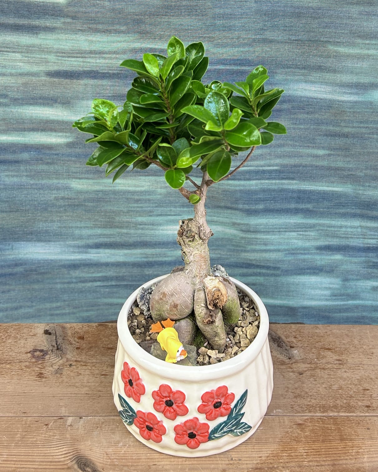 Table top Ginseng bonsai in floral basin, minimal plant arrangement for office desk and living room styling in contemporary Indian homes
