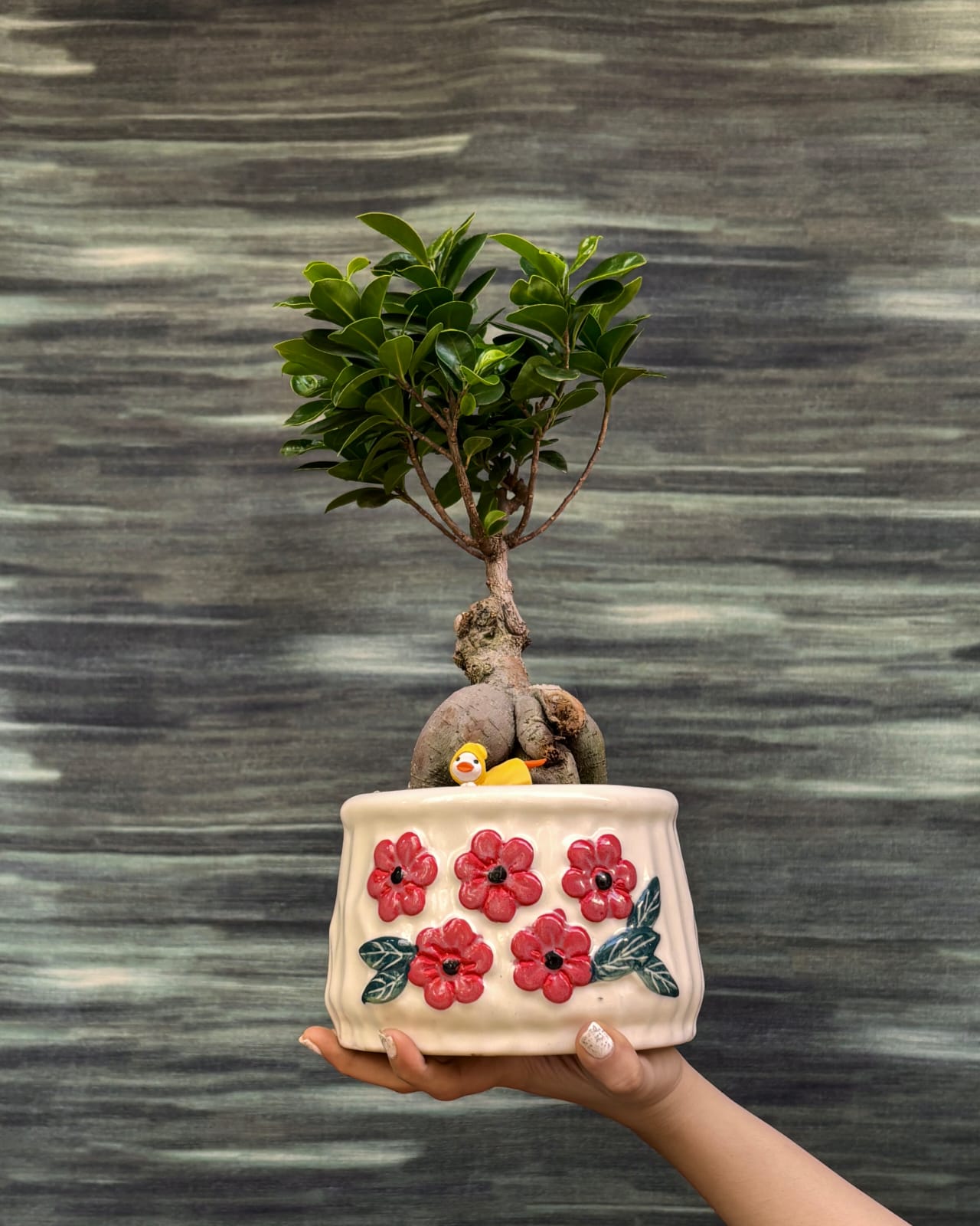 Ginseng Ficus bonsai tree in floral basin planter from Planterie Delhi, premium bonsai gifts India for housewarming and special occasions