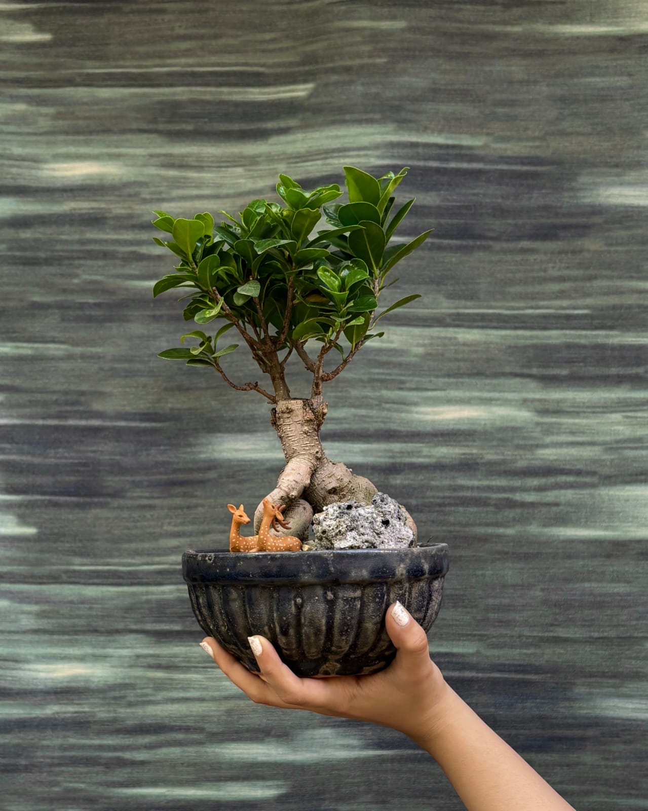 Ginseng Ficus bonsai tree in Panditji planter from Planterie Delhi, premium bonsai gifts India for housewarming and special occasions