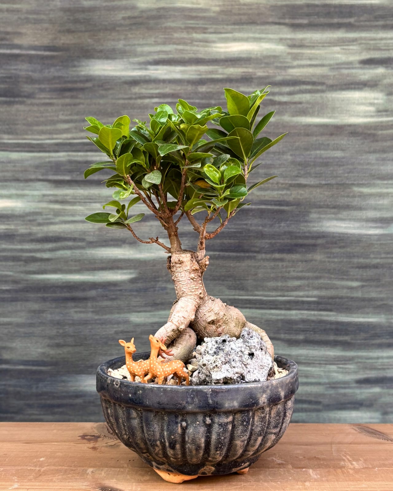 Ginseng Old Soul Ficus bonsai in handcrafted Panditji ceramic planter, soulful bonsai plant arrangement for centre table in modern Delhi homes