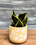 Golden Hahnii in Yellow Basil from Planterie, a graceful indoor plant with glossy green leaves and golden-yellow variegation potted in a bright Yellow Basil pot, perfect as an indoor plant for homes in Delhi and plant gifts in Delhi