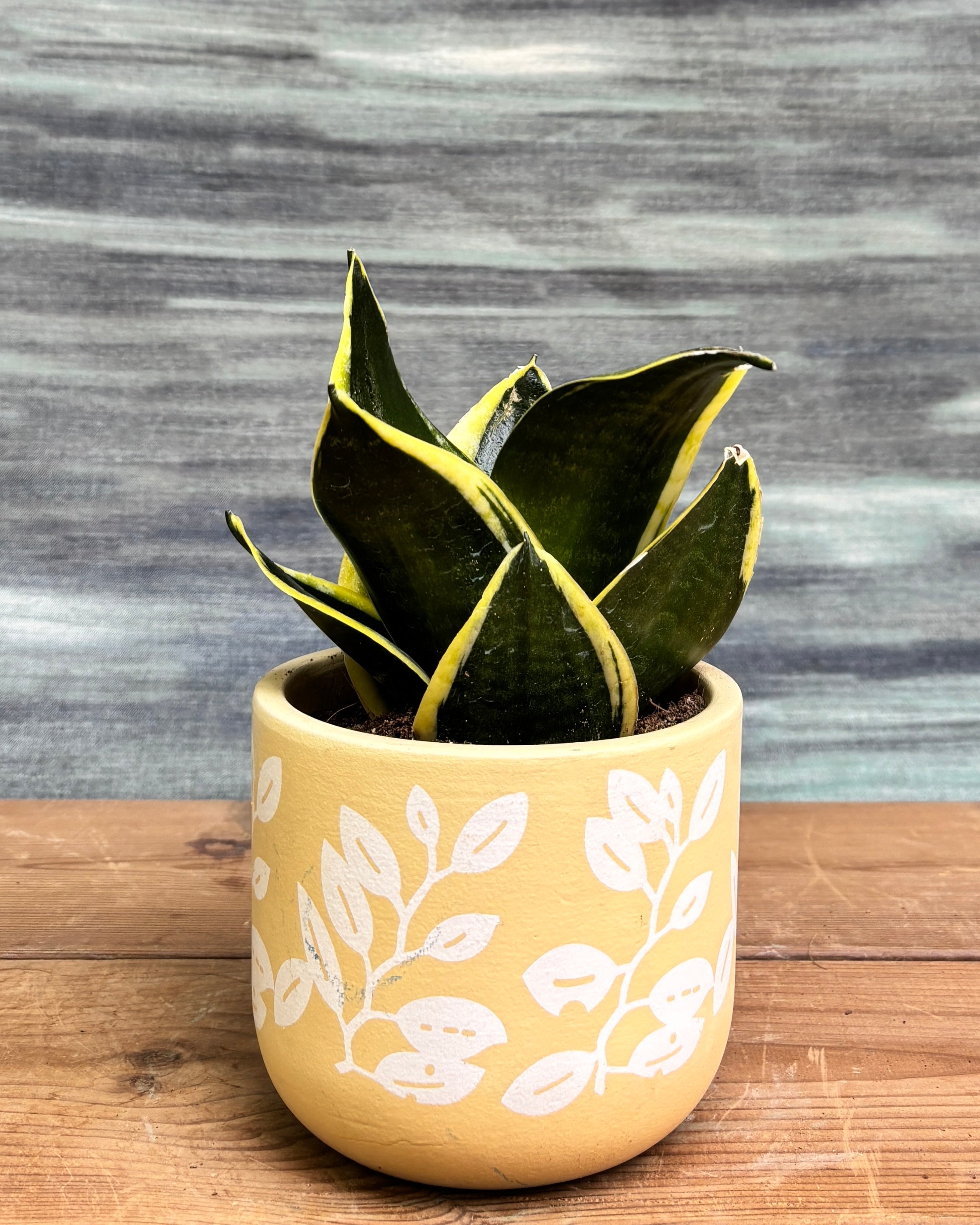 Golden Hahnii in Yellow Basil from Planterie, a graceful indoor plant with glossy green leaves and golden-yellow variegation potted in a bright Yellow Basil pot, perfect as an indoor plant for homes in Delhi and plant gifts in Delhi