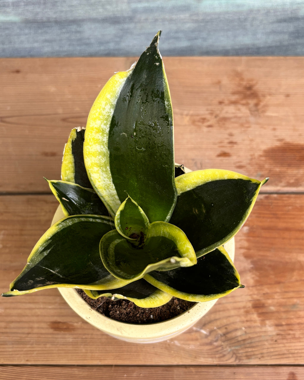 Golden Hahnii in Yellow Basil, a low light tolerant, air purifying indoor plant that helps freshen indoor air and thrives in bright indirect light or medium light corners in Indian apartments and offices