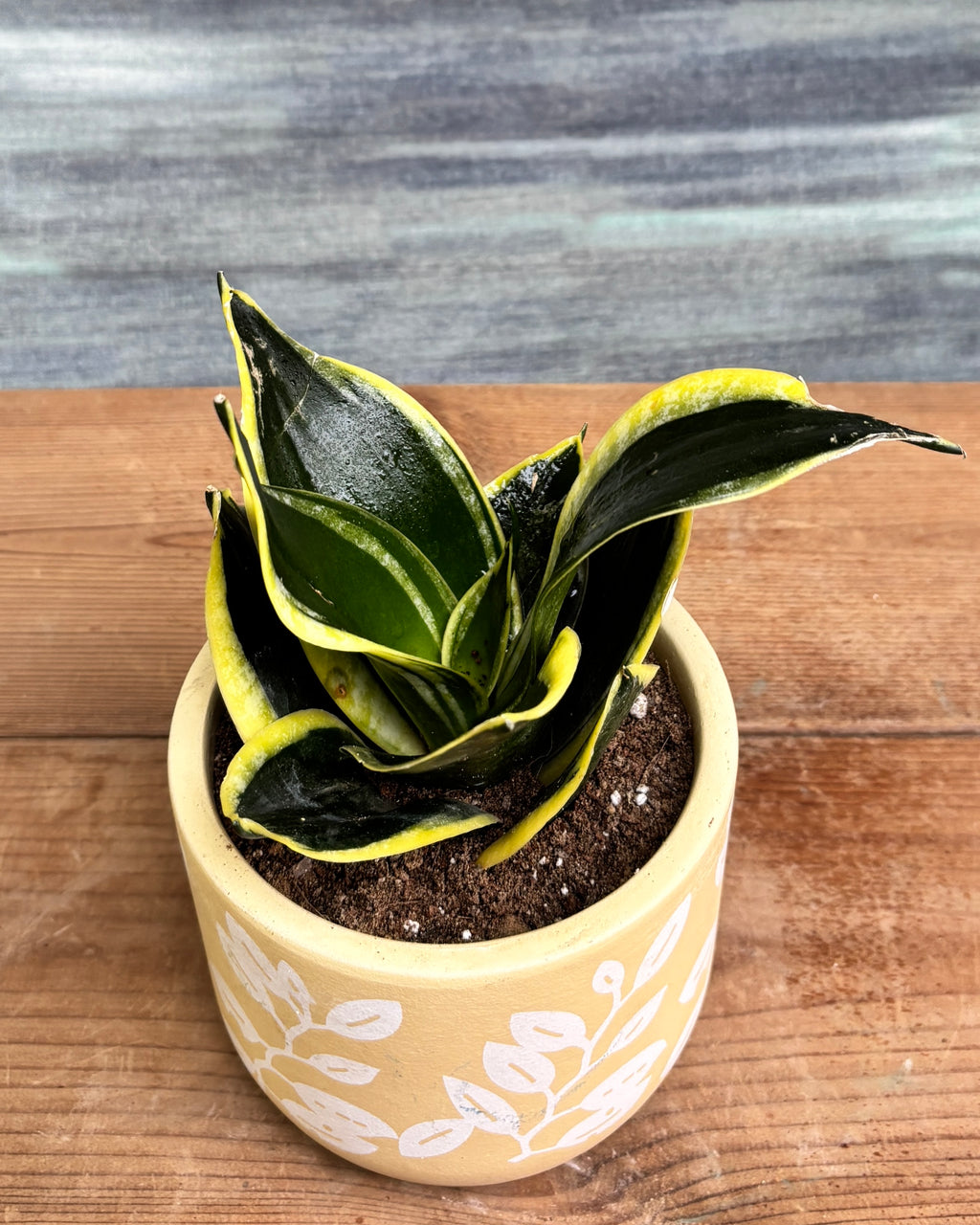 Golden Hahnii in Yellow Basil from Planterie, a thoughtful indoor plant gift for housewarming, birthdays and corporate gifting in Delhi, available as indoor plants online India with care tips for beginners