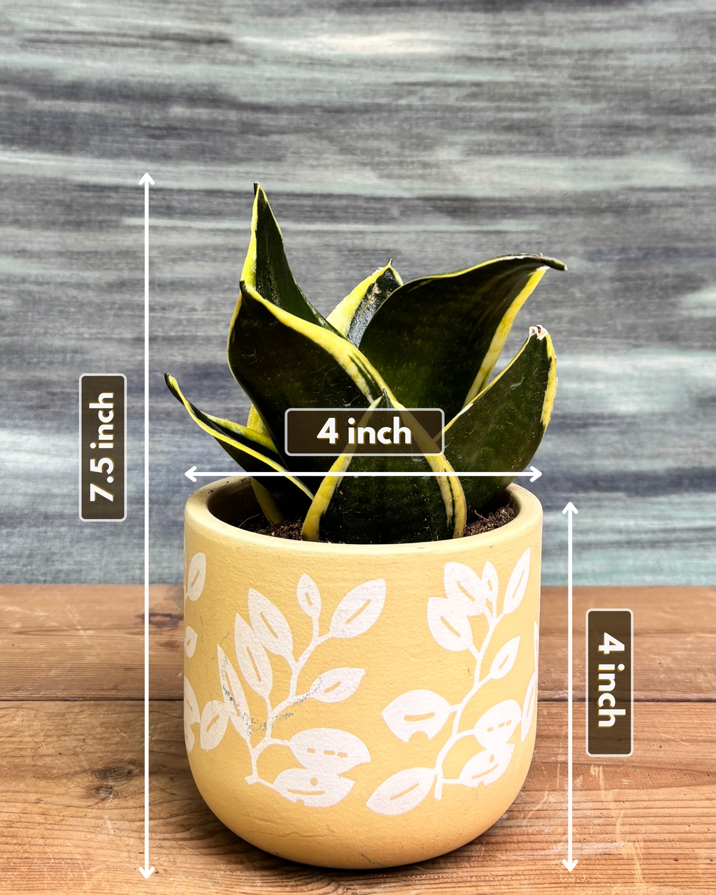 Golden Hahnii in Yellow Basil from Planterie, showing the full plant with glossy green leaves and golden-yellow variegation in the Yellow Basil pot from a side view, displaying the complete plant height and pot proportions for dimensions perfect for Indian homes and plant gifts in Delhi