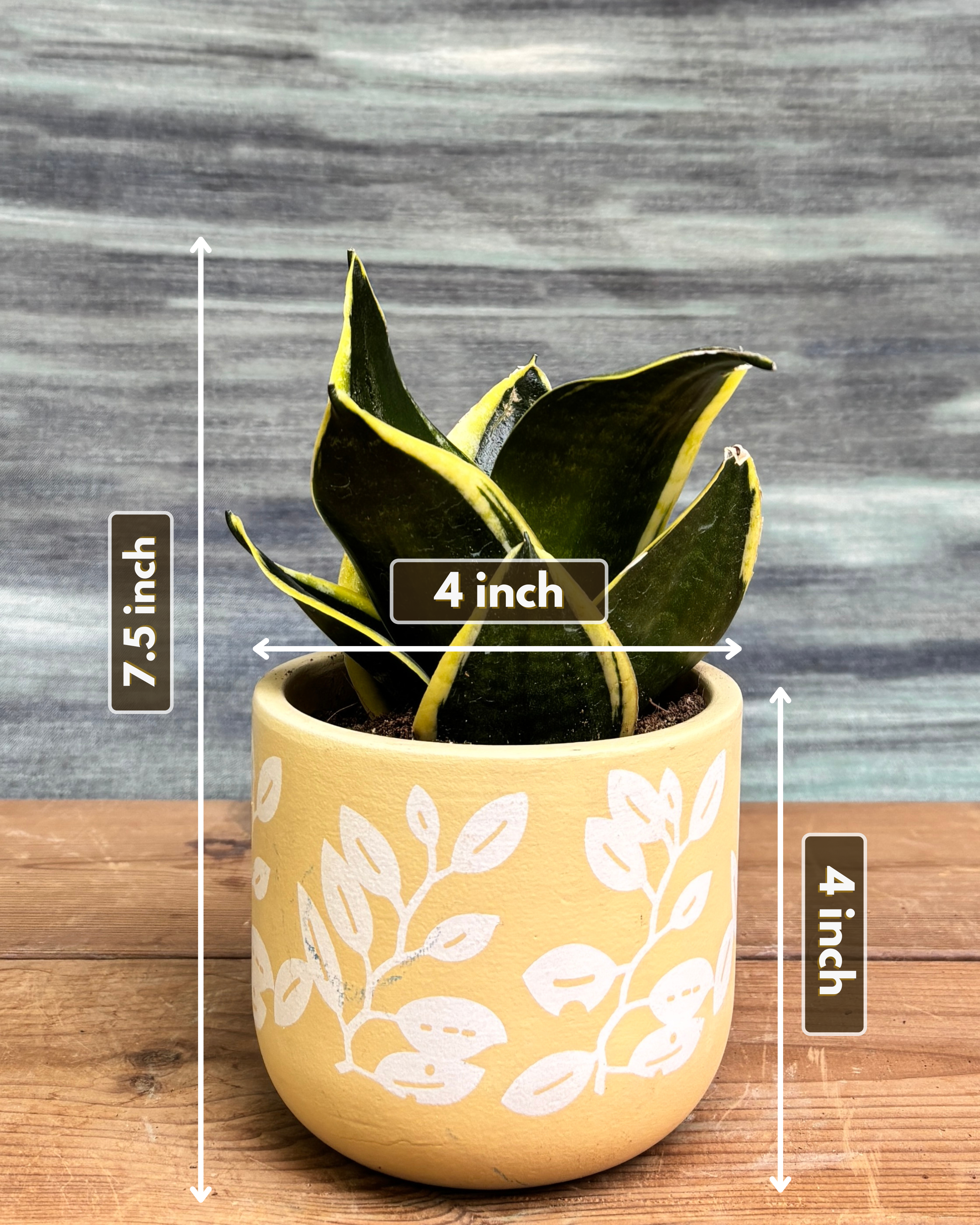 Golden Hahnii in Yellow Basil from Planterie, showing the full plant with glossy green leaves and golden-yellow variegation in the Yellow Basil pot from a side view, displaying the complete plant height and pot proportions for dimensions perfect for Indian homes and plant gifts in Delhi
