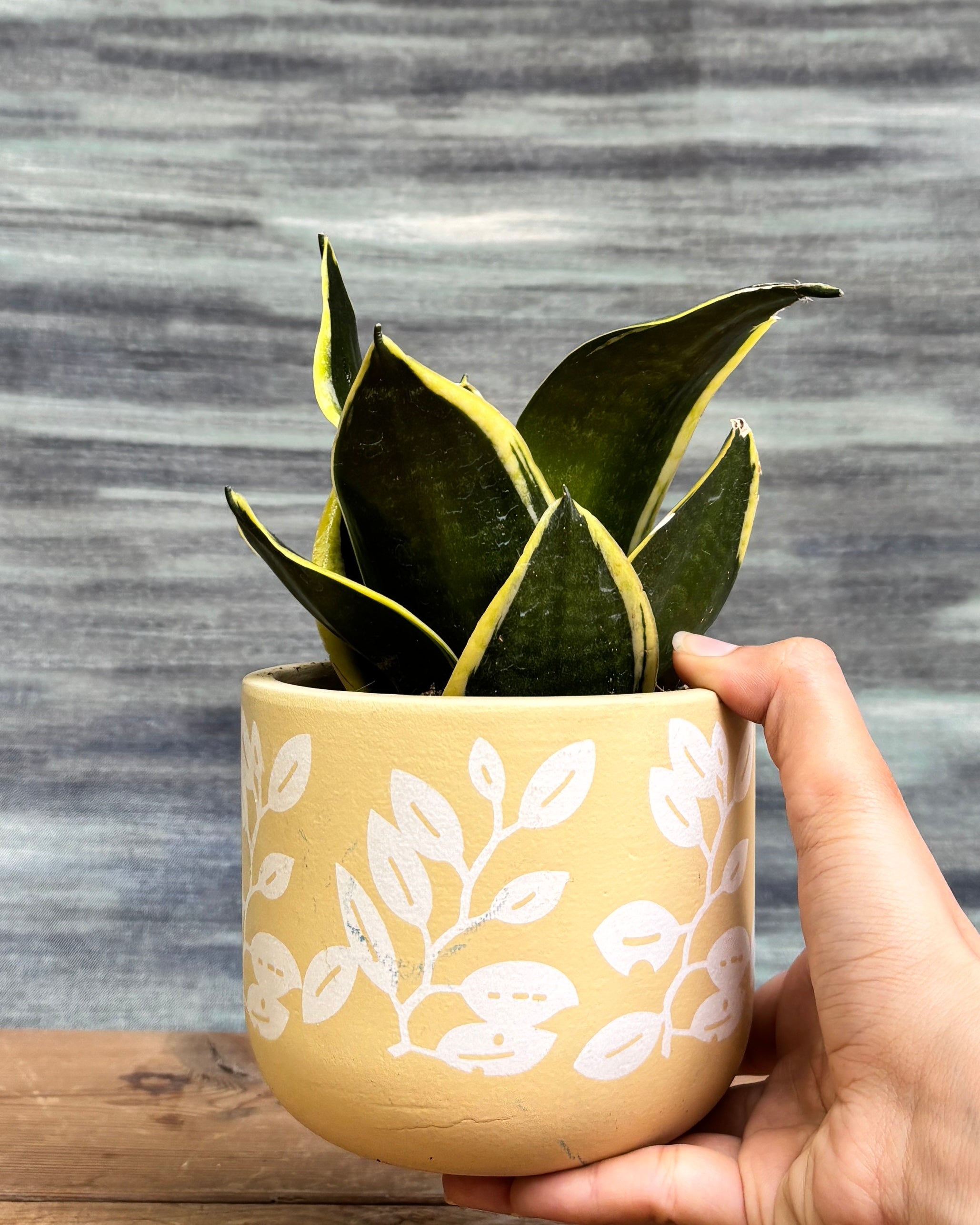 Elegant Golden Hahnii in a Yellow Basil pot from Planterie, ideal as a tabletop plant for living rooms, work desks and bedside tables, adding a vibrant, golden touch to modern Indian homes
