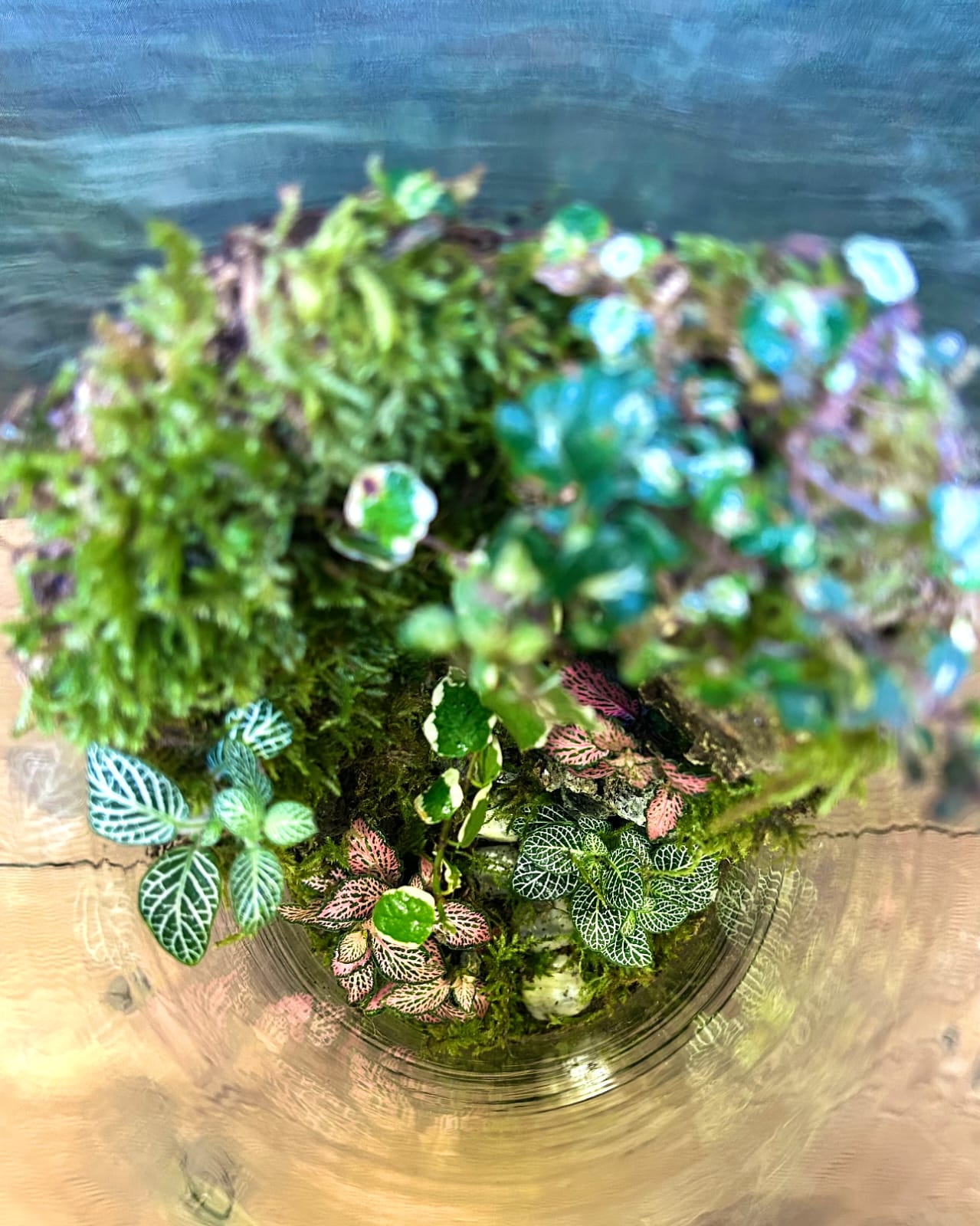 Self-contained Green Canyon terrarium with red green fittonia and moss from Planterie, a low maintenance indoor plant for beginners and best plants for AC rooms in India, ideal for indoor plants for low light in Indian homes and indoor plants online India with easy how to care for terrarium in Indian weather and plant care tips India