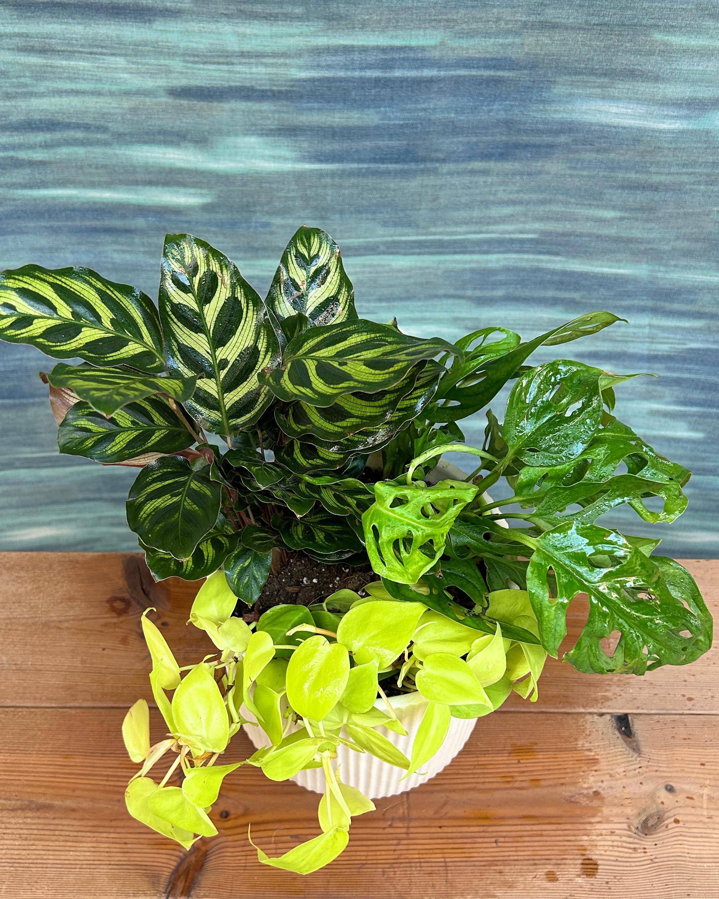 Green Whisper on White Java indoor plant trio with Peacock Calathea, Oxycardium Lemonlime and Monstera Adansonii in a white ceramic for modern homes in Delhi