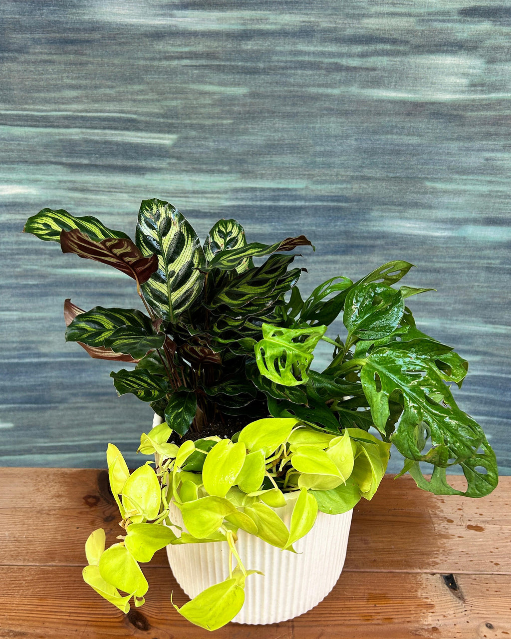 Green Whisper on White Java indoor plant set, low maintenance plants for desks, shelves and window corners in Delhi apartments and offices