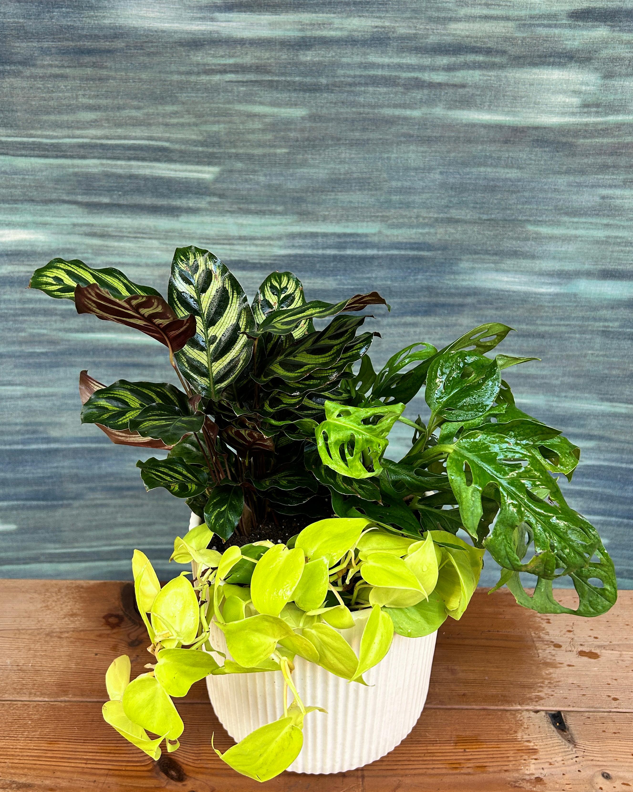 Green Whisper on White Java indoor plant set, low maintenance plants for desks, shelves and window corners in Delhi apartments and offices