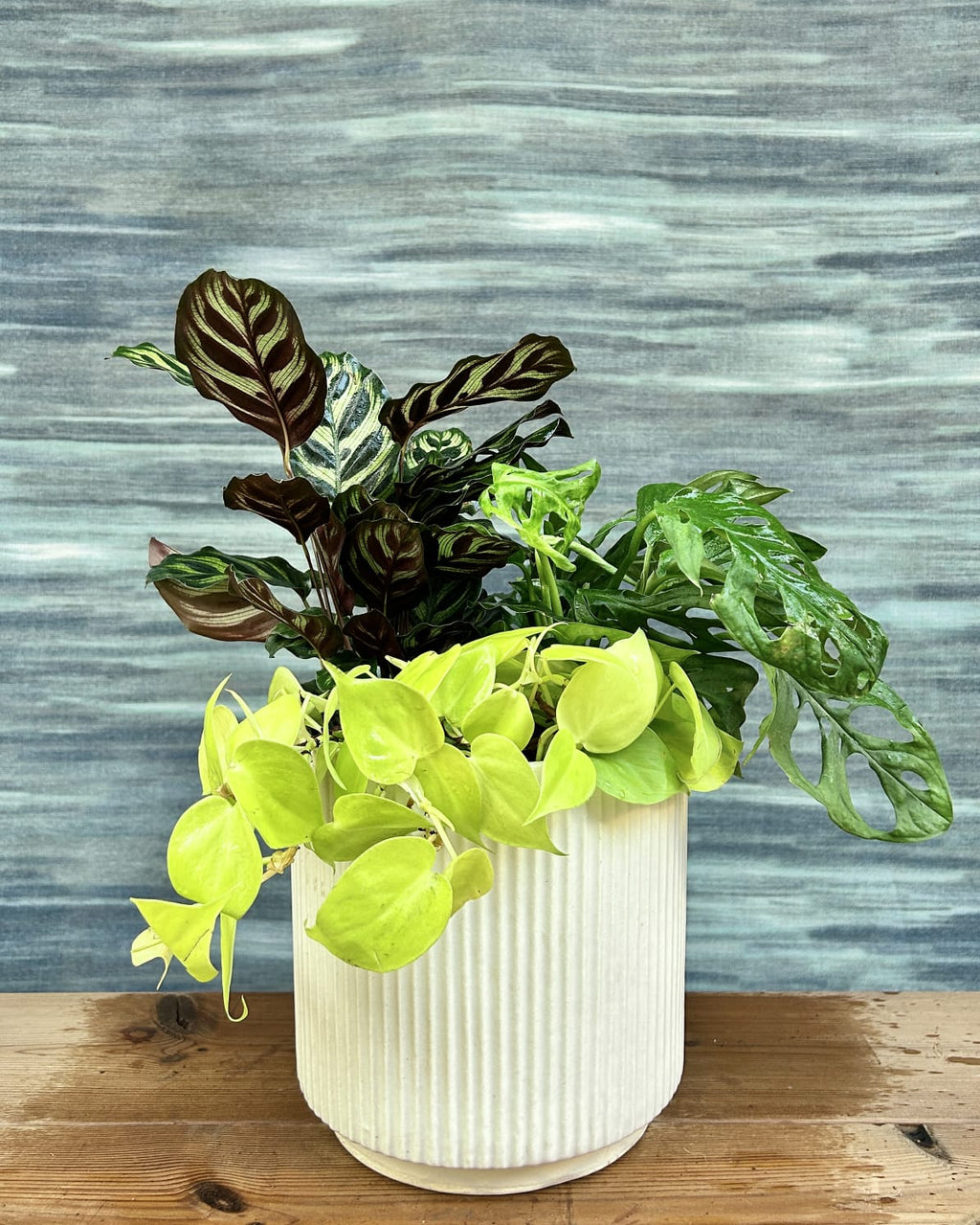 Green Whisper on White Java mixed green plant arrangement with patterned Calathea, neon Lemonlime Philodendron and fenestrated Monstera for Indian homes