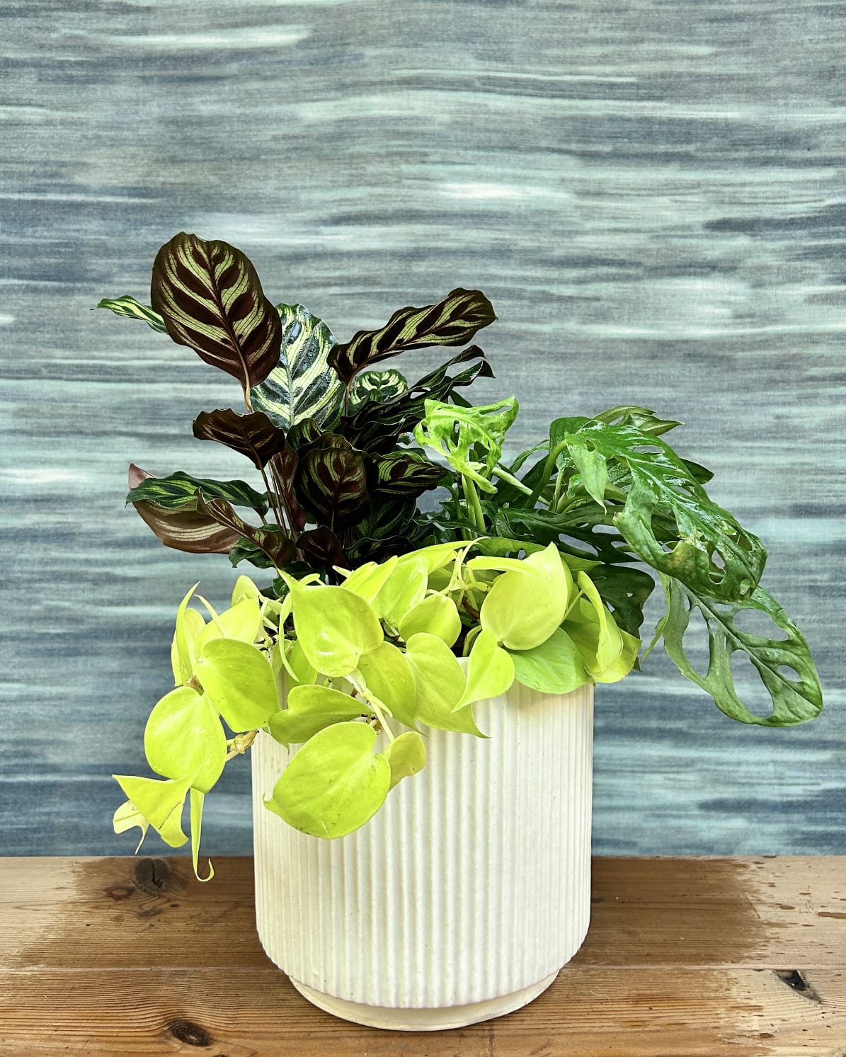 Green Whisper on White Java mixed green plant arrangement with patterned Calathea, neon Lemonlime Philodendron and fenestrated Monstera for Indian homes