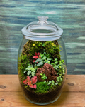 Hidden Forest Terrarium from Planterie, a lush glass terrarium with vibrant fittonia plants complemented by soft green moss and natural stone accents in a 9×14-inch glass cylinder, creating a serene miniature forest for bedside tables and plant gifts in Delhi for housewarmings