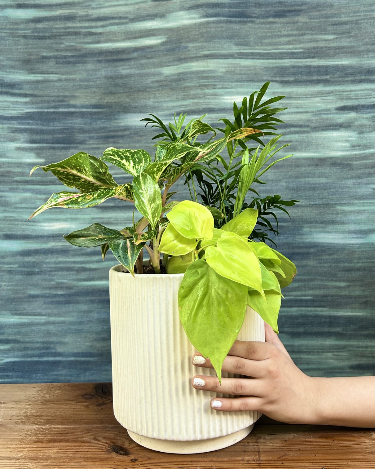 Lemon Glow Canopy on White Java mixed plant arrangement with tropical Dwarf Palm, pink leaf Aglaonema and neon Lemonlime Philodendron for Indian homes