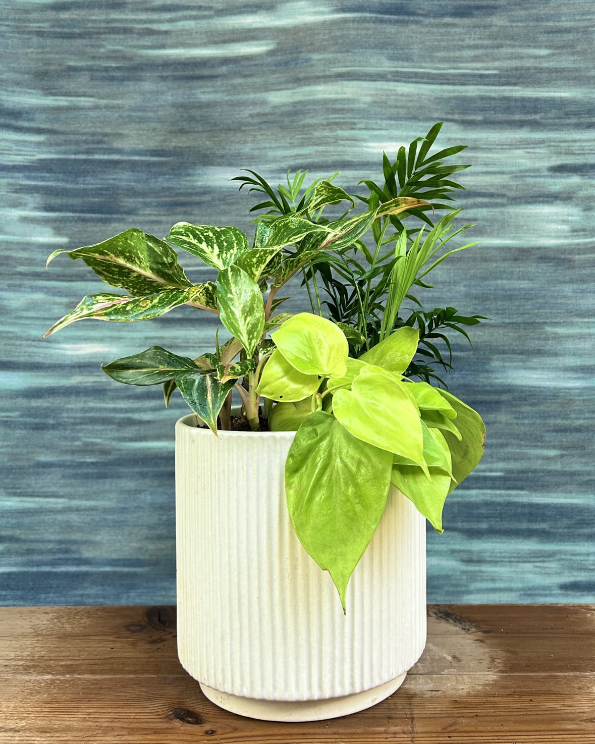 Lemon Glow Canopy on White Java, an indoor plant set with Dwarf Palm, Aglaonema Red Pink and Oxycardium Lemonlime in a white ceramic for modern homes in Delhi