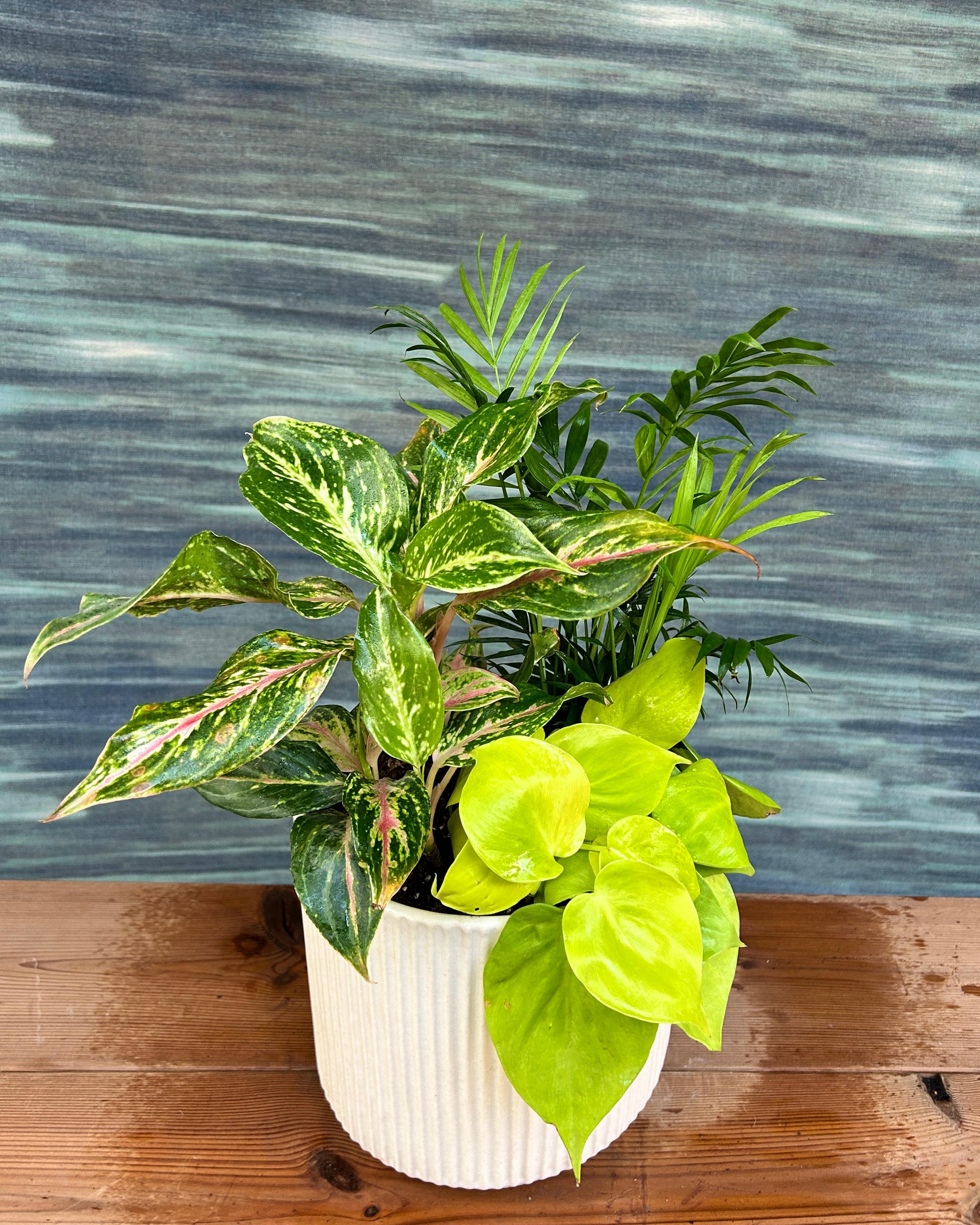 Lemon Glow Canopy indoor plant trio on White Java, low maintenance plants for desks, shelves and window corners in Delhi apartments and offices